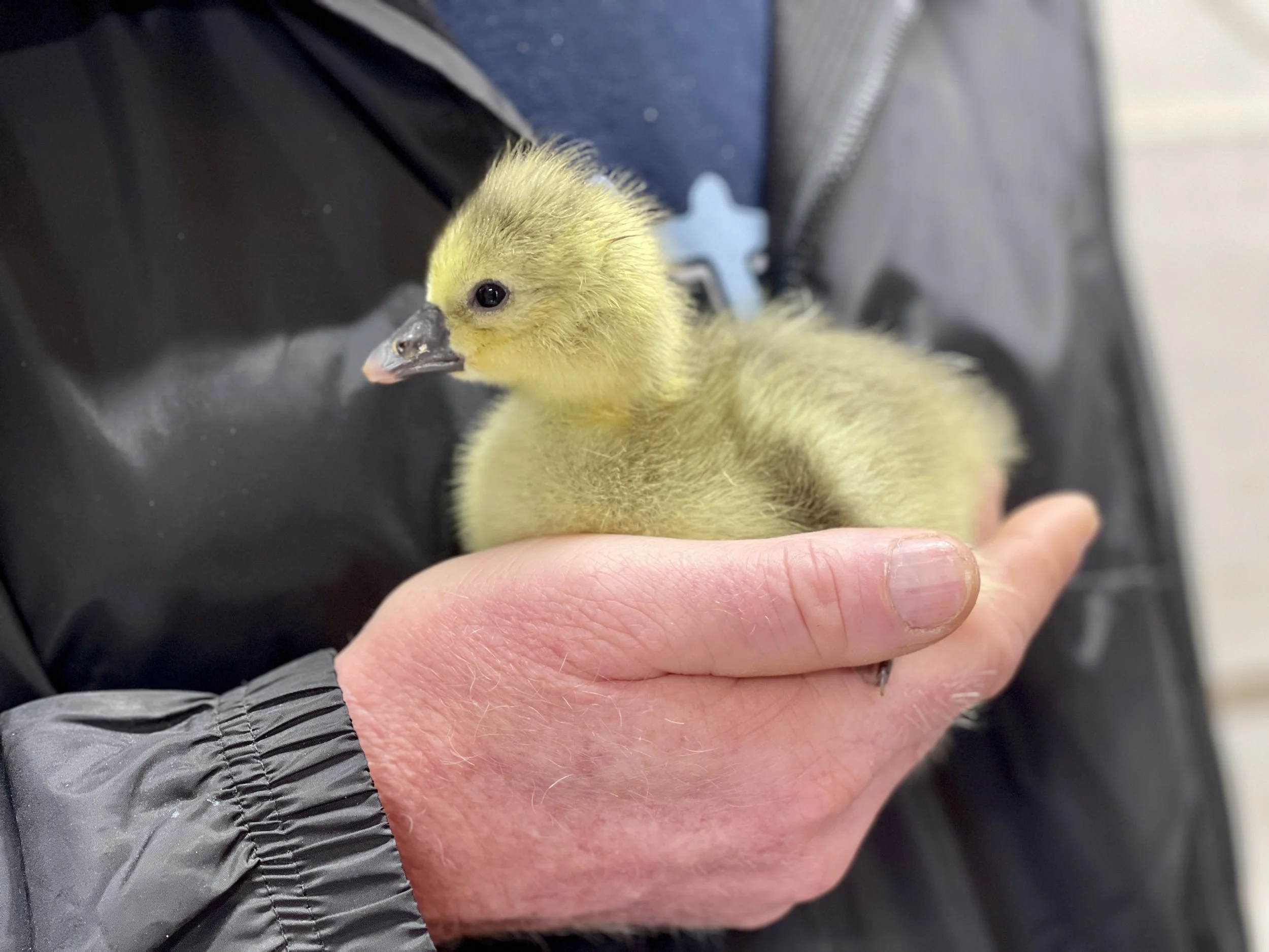 Roman Gosling in hand.jpg