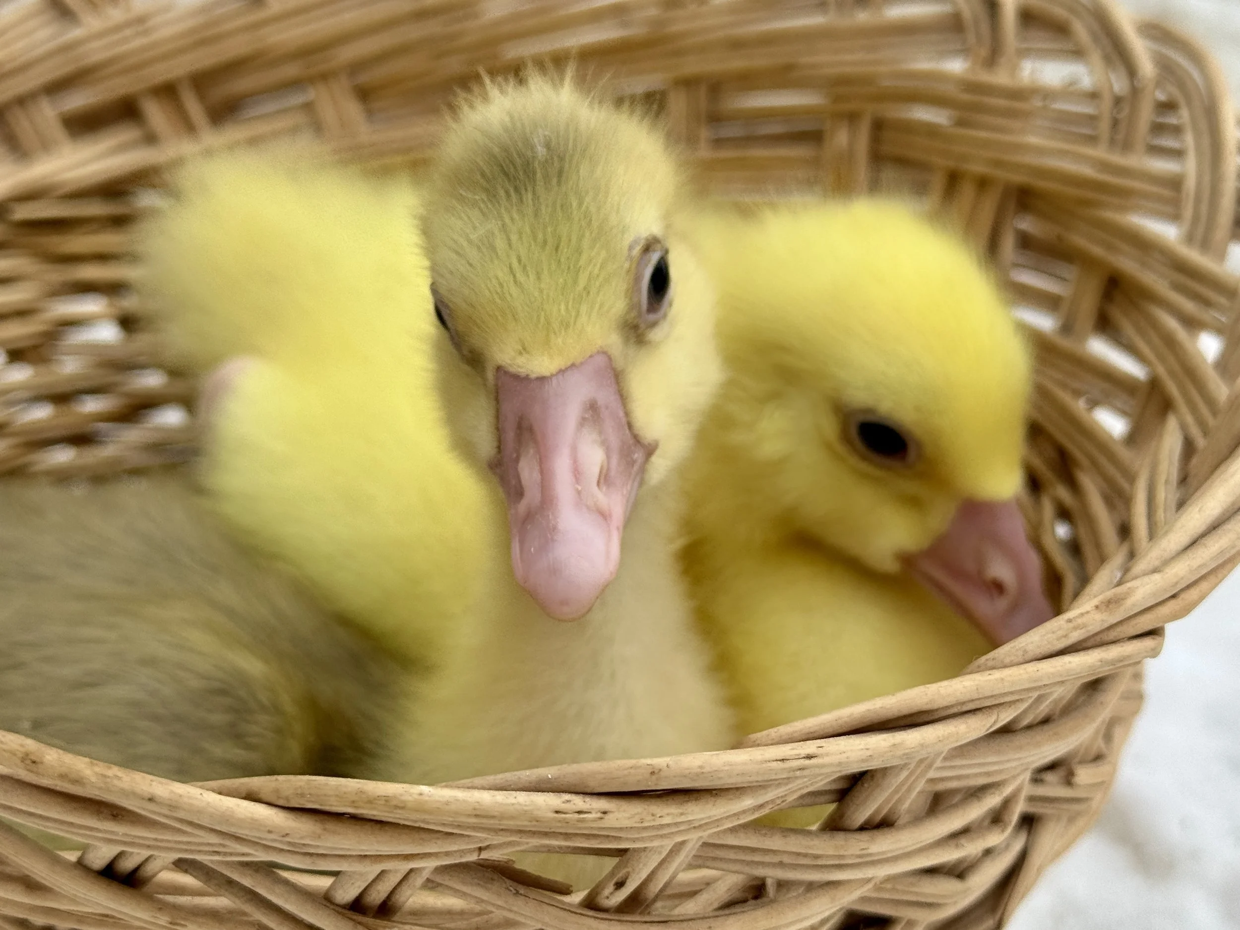 Roman Goslings.JPG