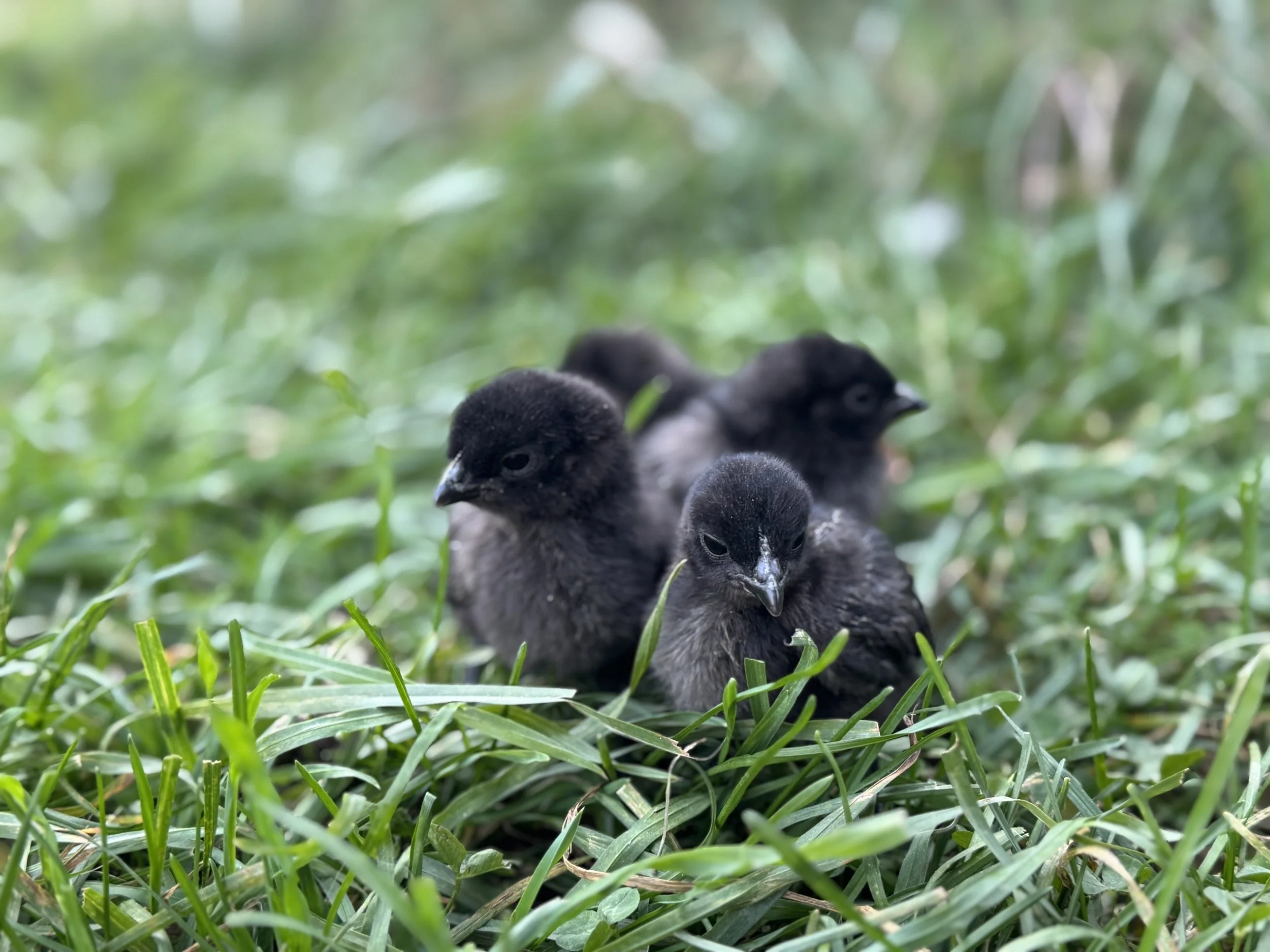 ayam cemani chicks.JPG