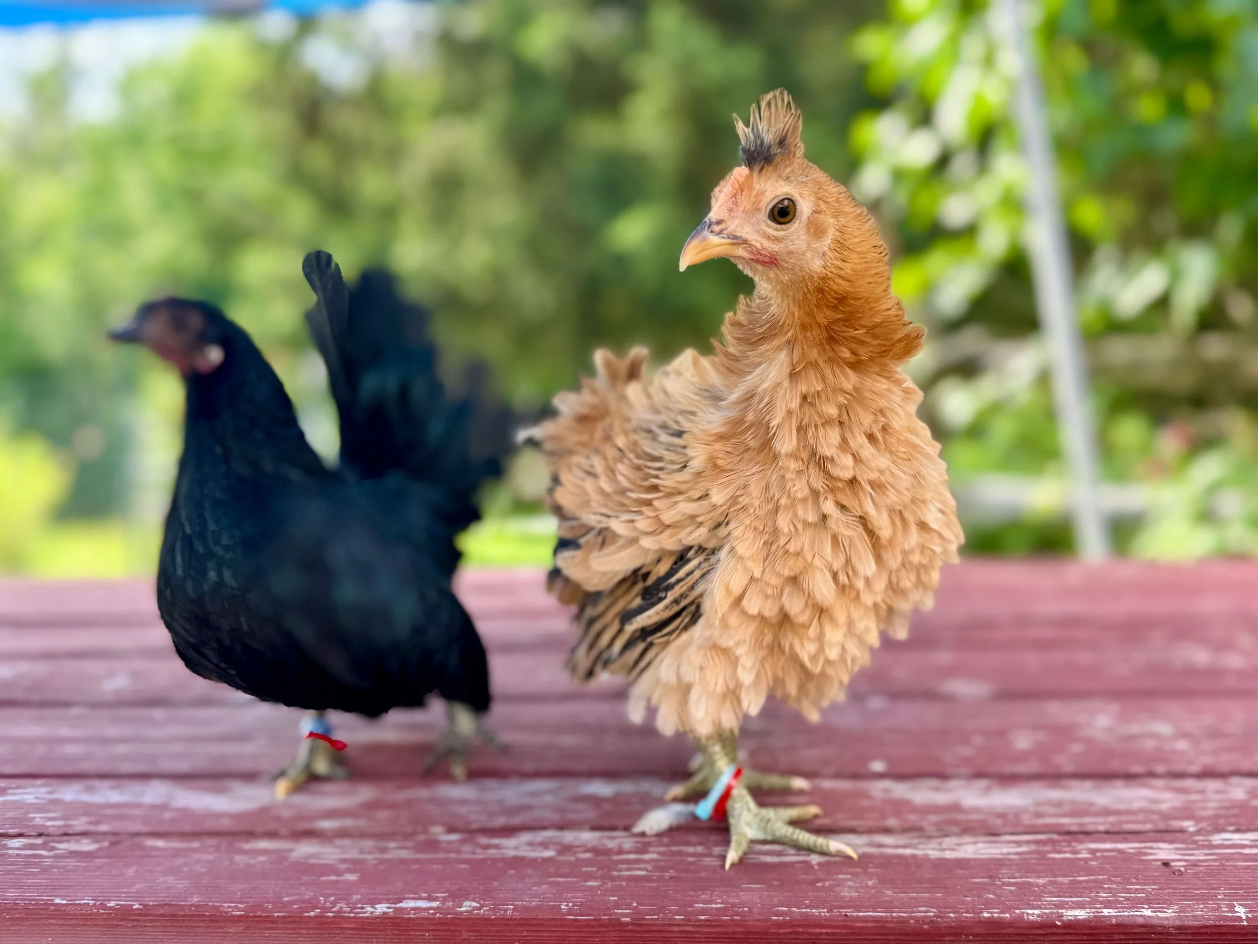 serama hens.jpg