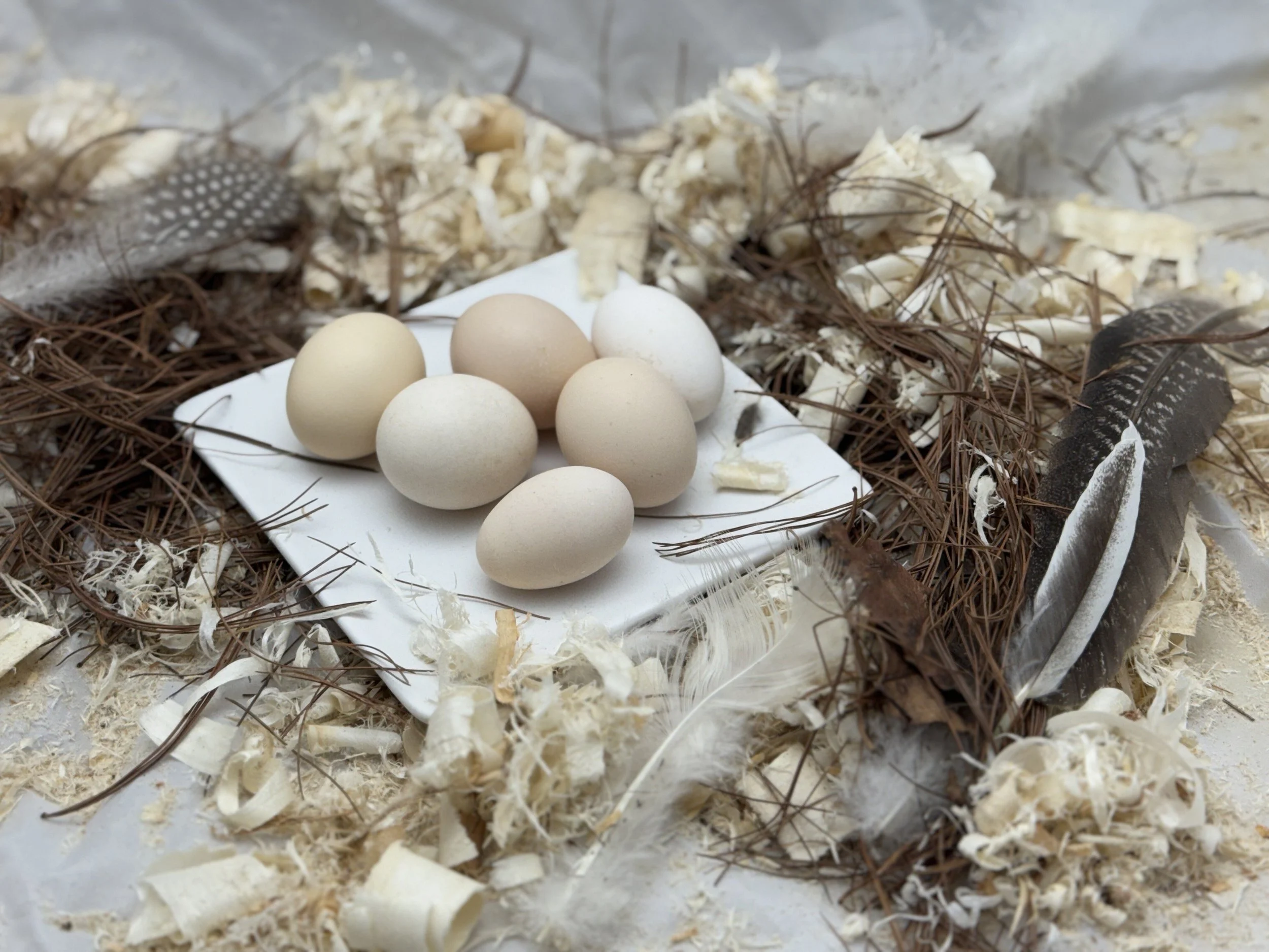 serama_eggs(1).JPG