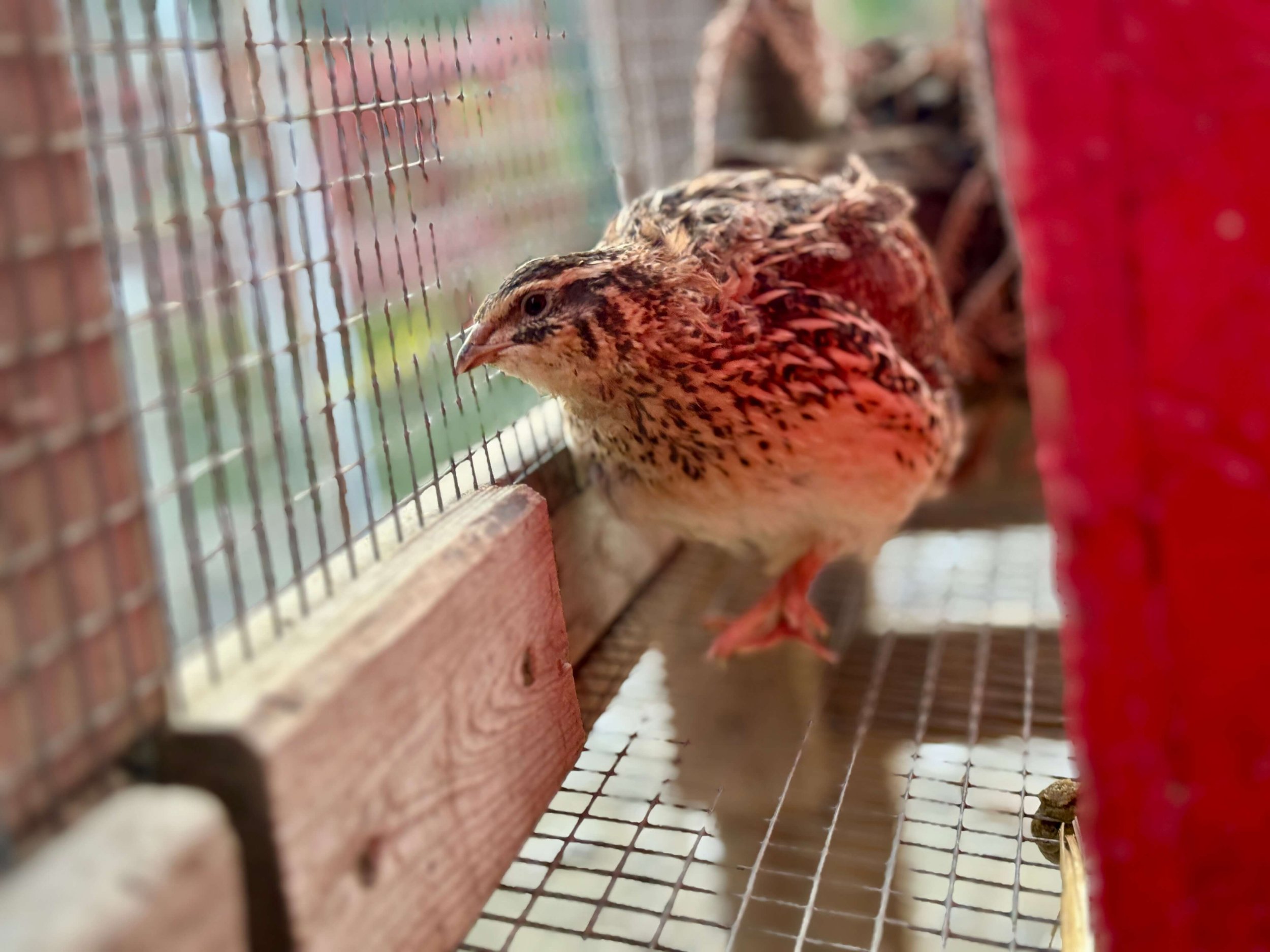coturnix quail sugar feather farm vermont.jpg (Copy)