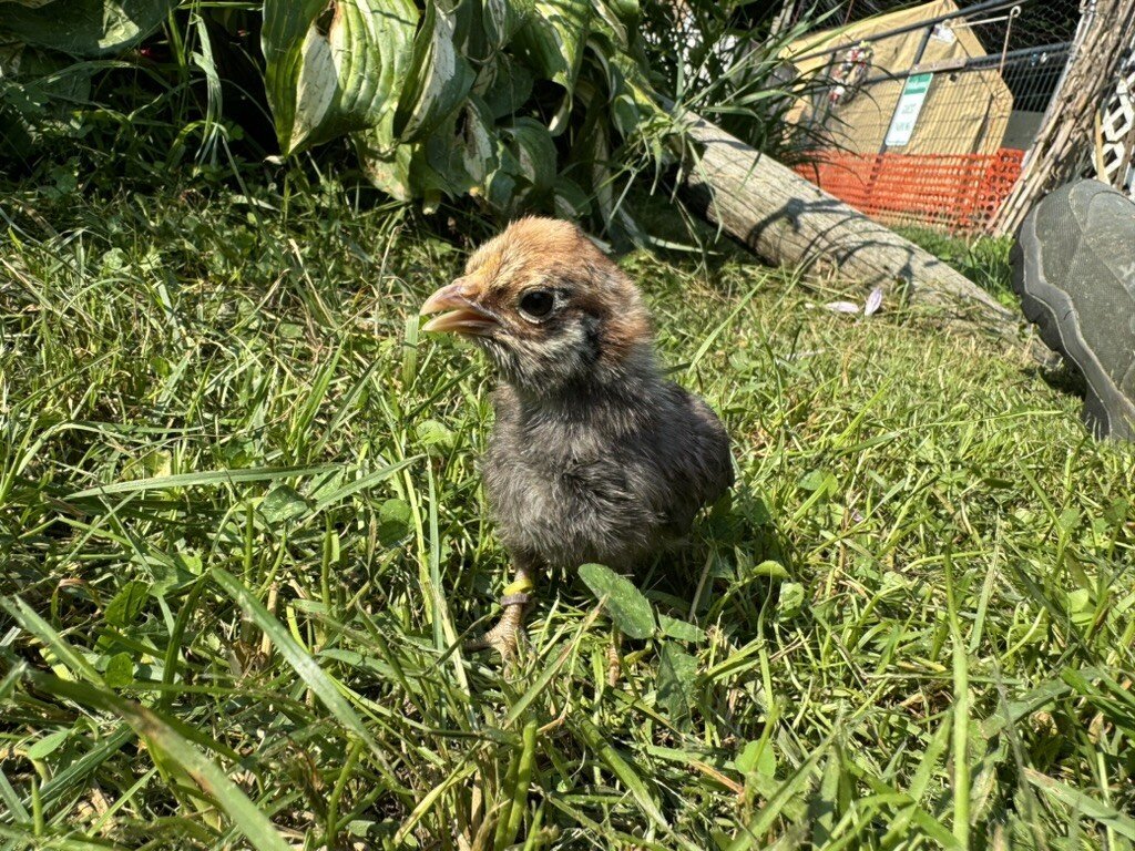 bantam_lyonnaise_chick.jpeg