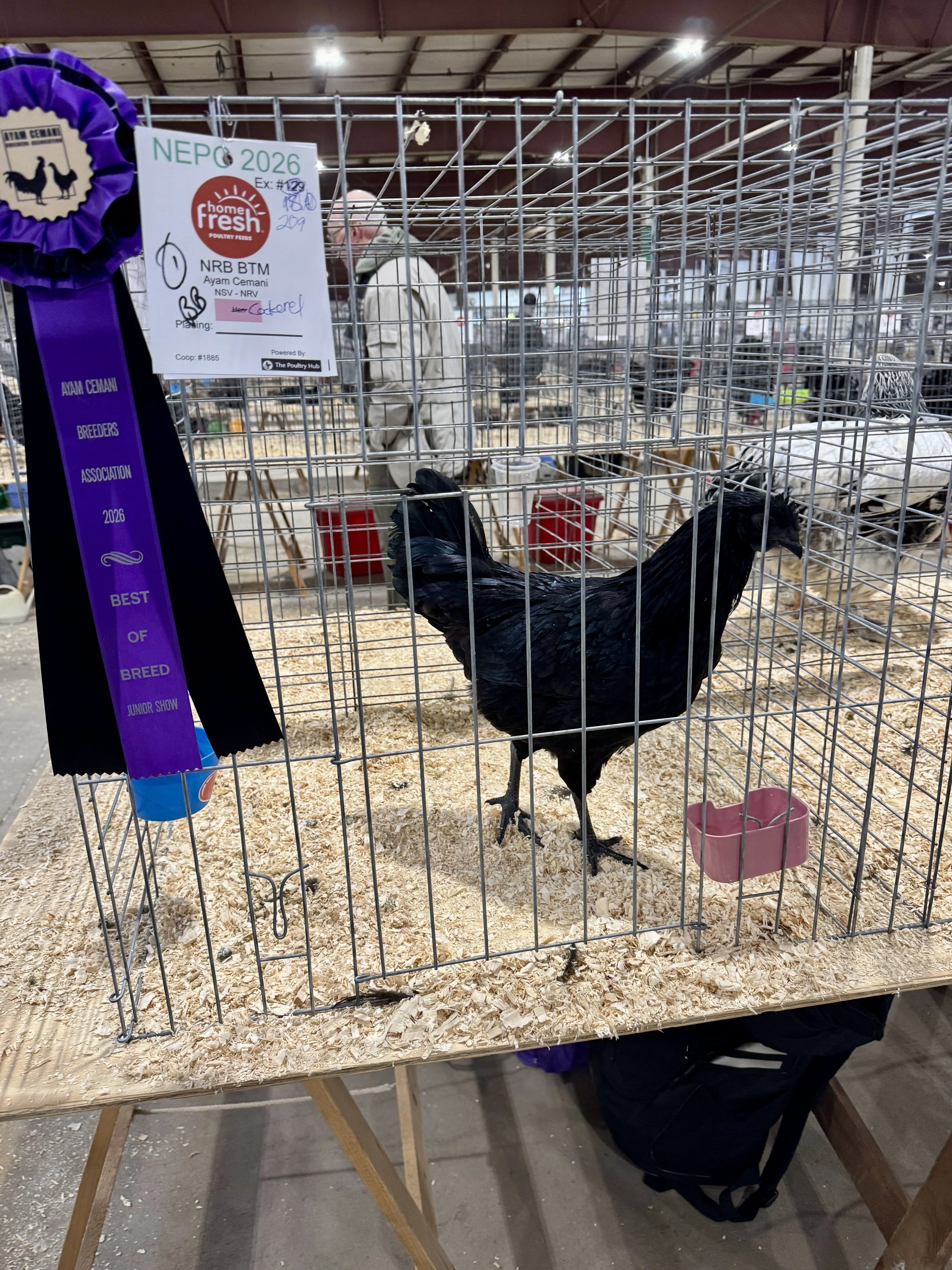 Ayam Cemani Pullet Best of Breed Show.JPG