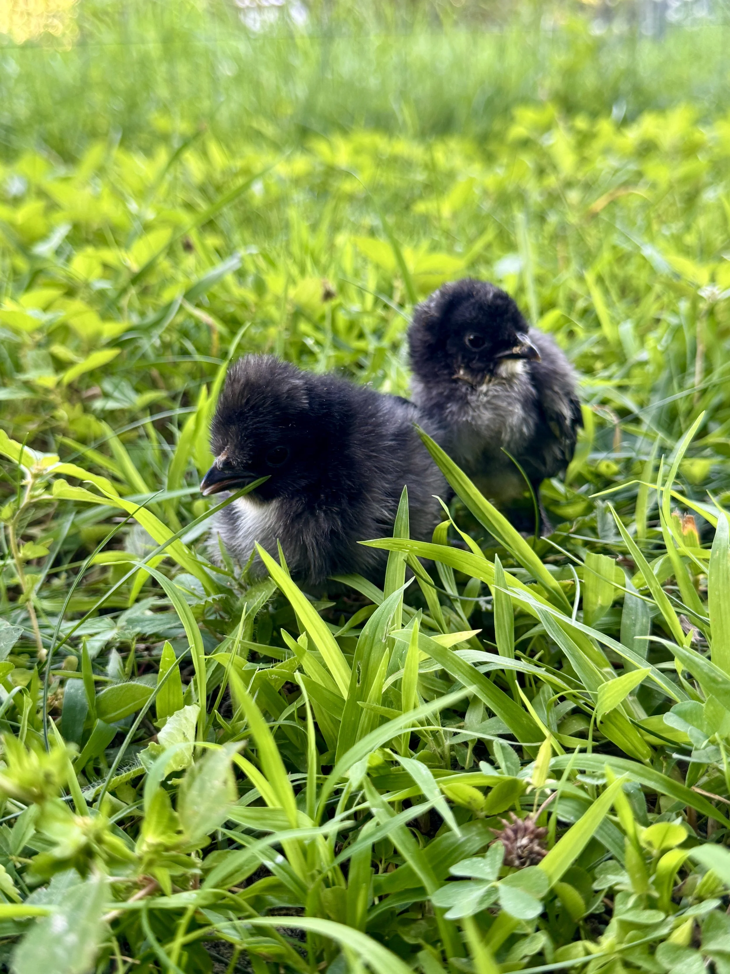 Lyonnaise_chicks_in_grass.JPG