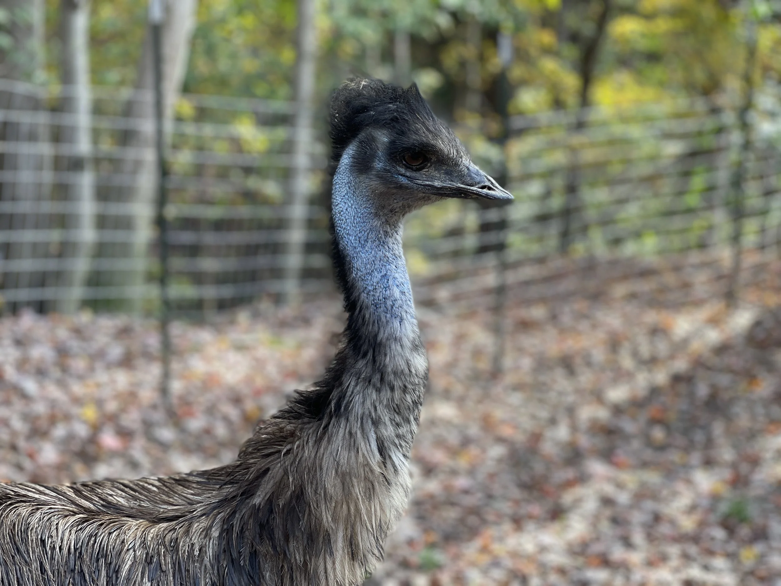 Emu.JPG