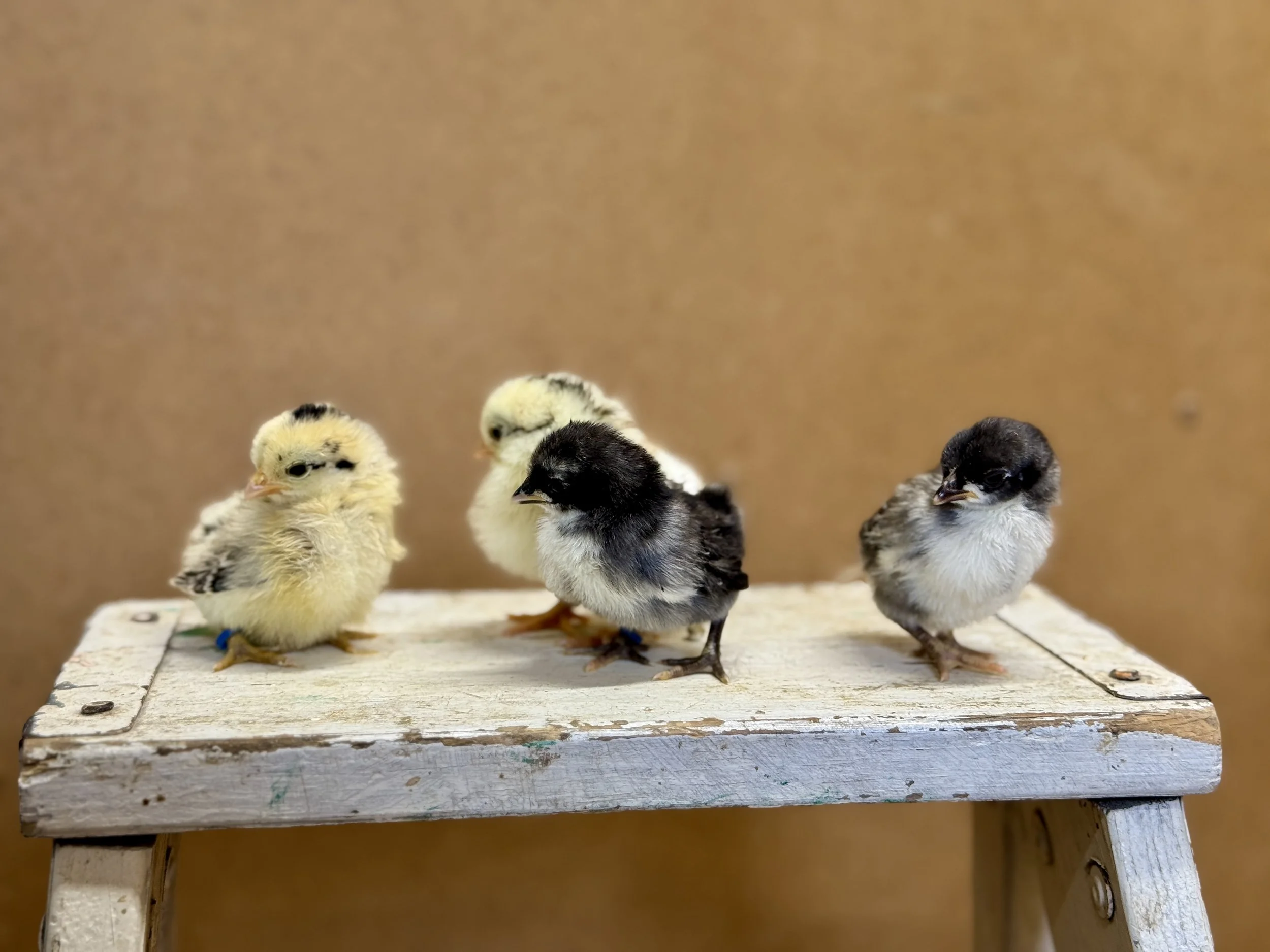 Serama Chicks