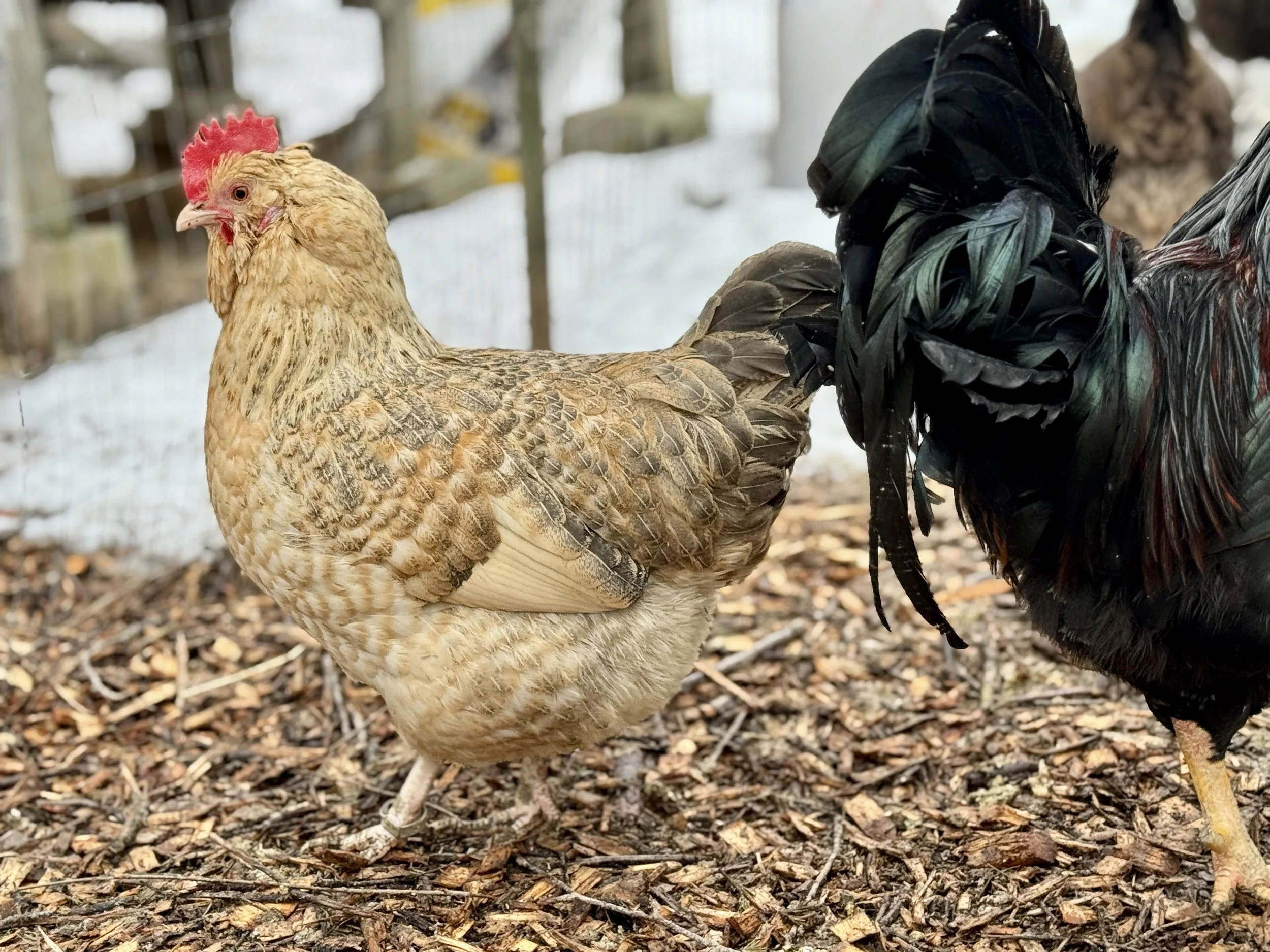 Easter Egger Hen.JPG