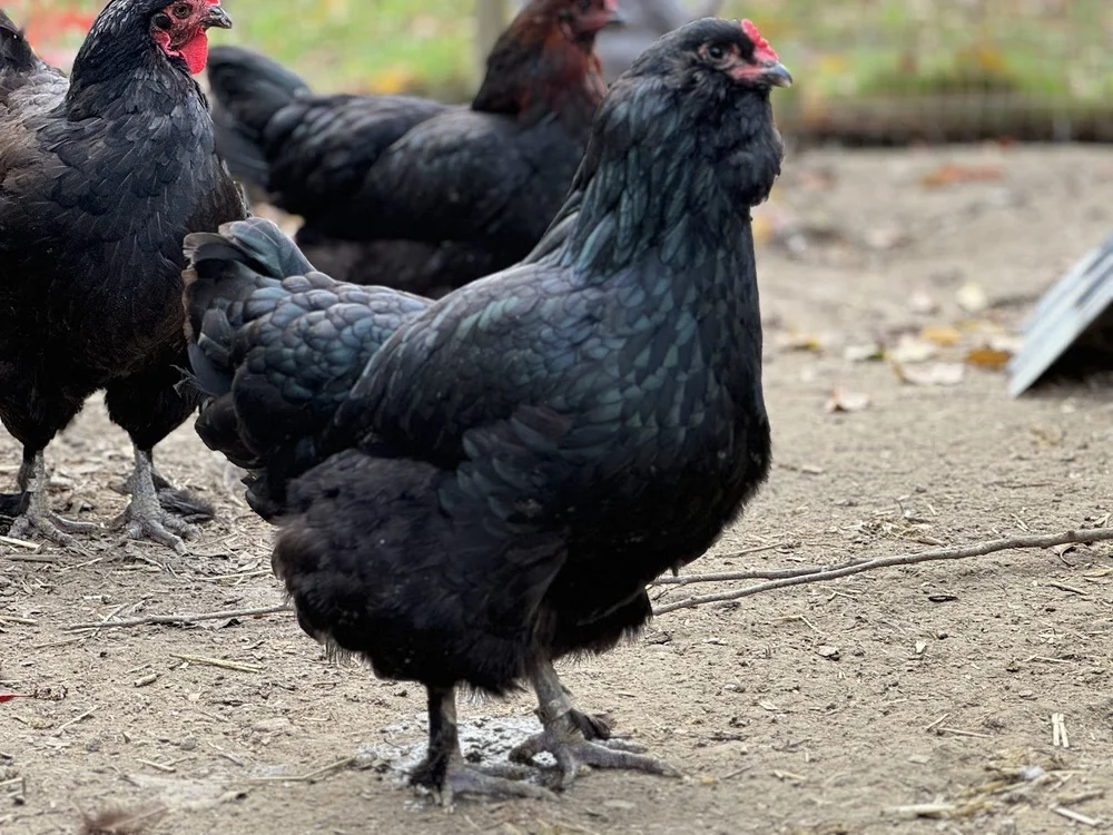 Gold Laced Polish Chicks | Sugar Feather Farm
