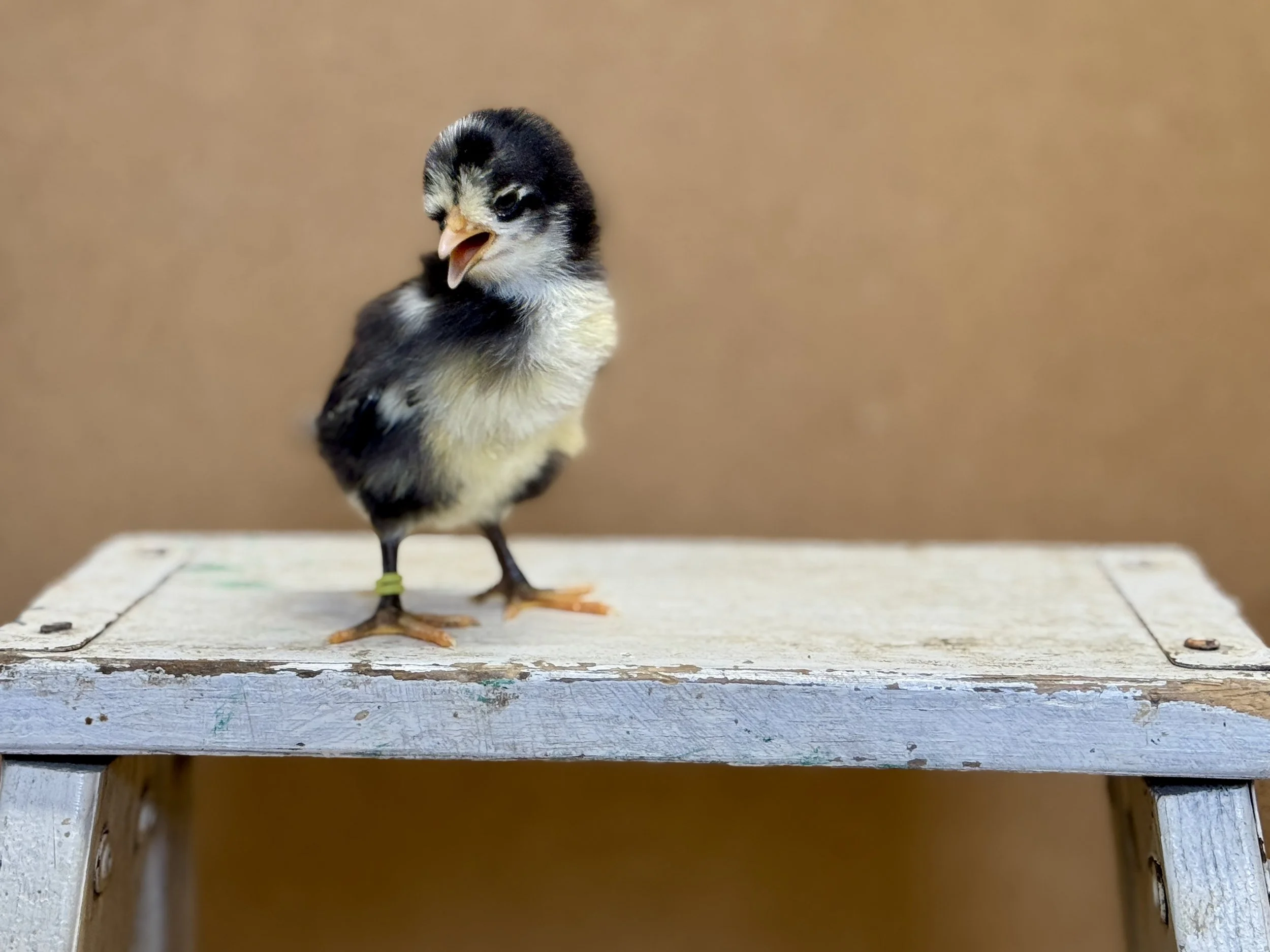 Lyonnaise Chick.JPG