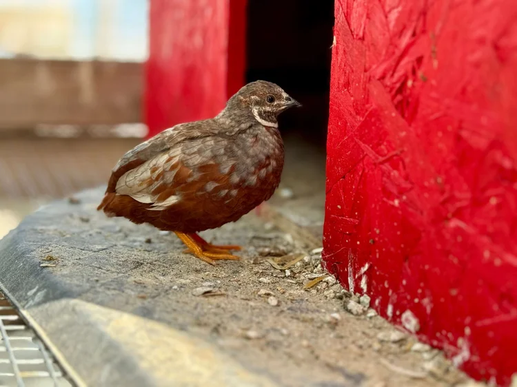 Button Quail Chicks | Sugar Feather Farm