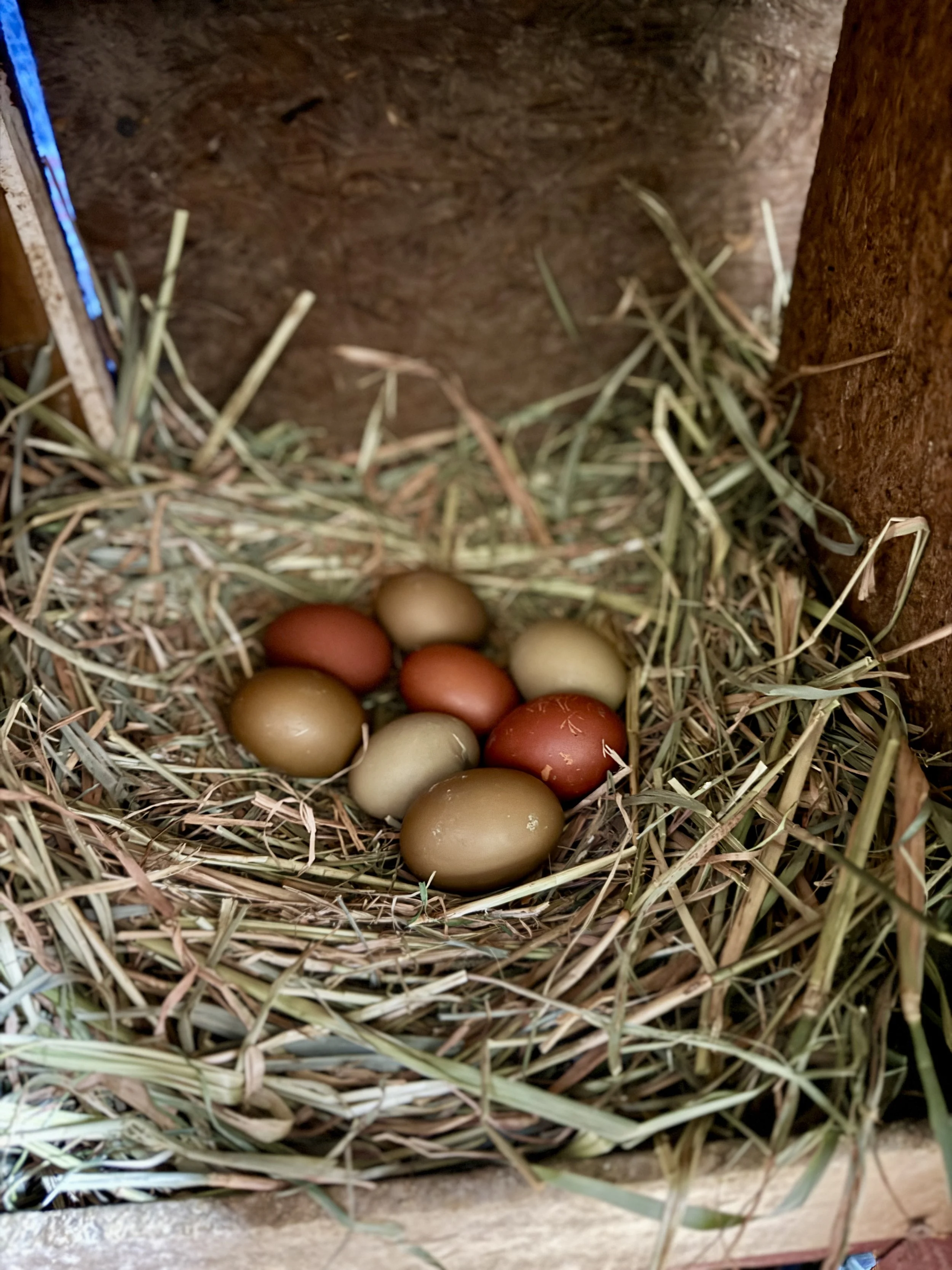 Copper Maran and Olive Egger  Eggs.JPG