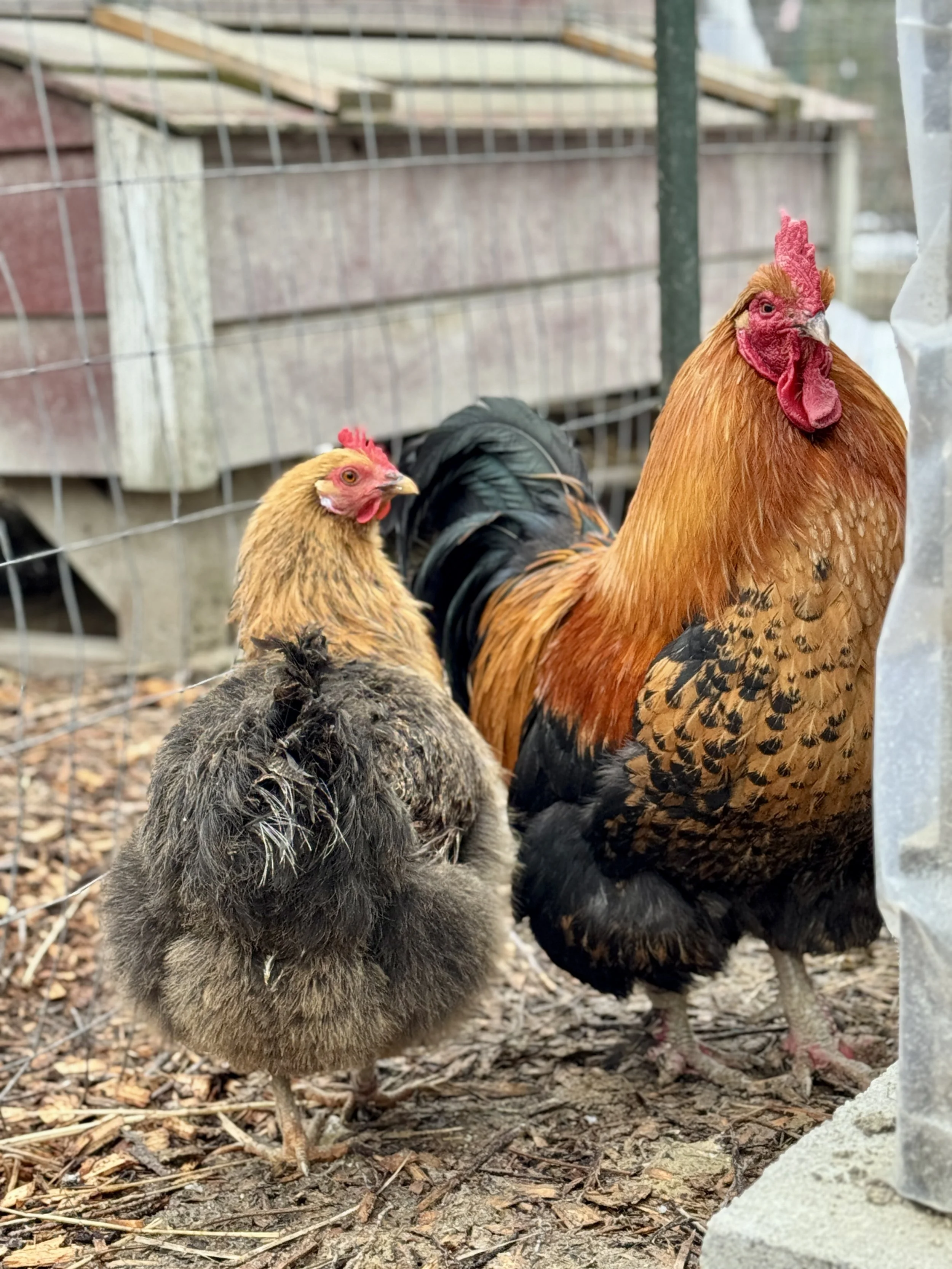 hedemora_rooster_hen_wooly.JPG