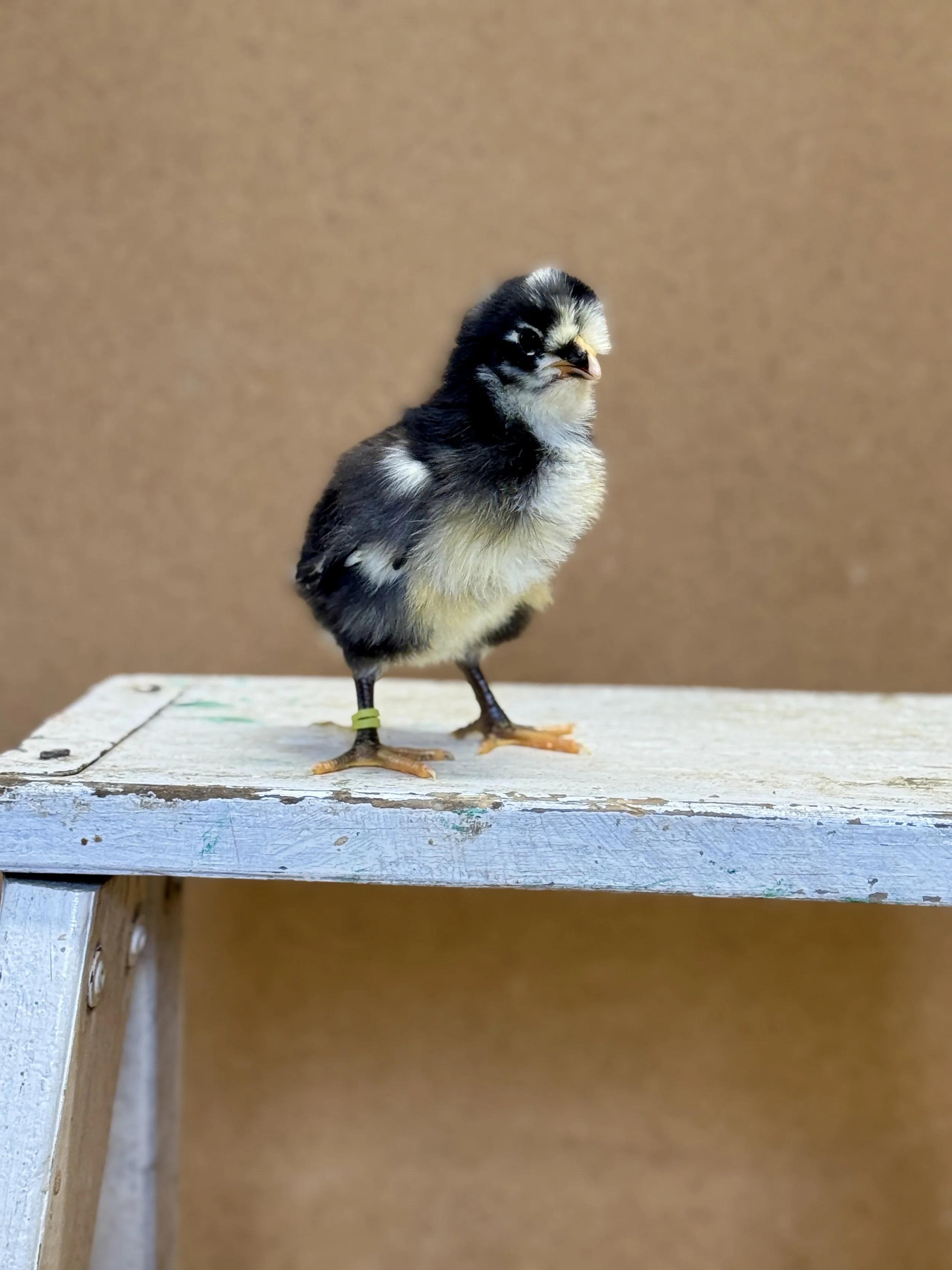 Lyonnaise_Chick.JPG