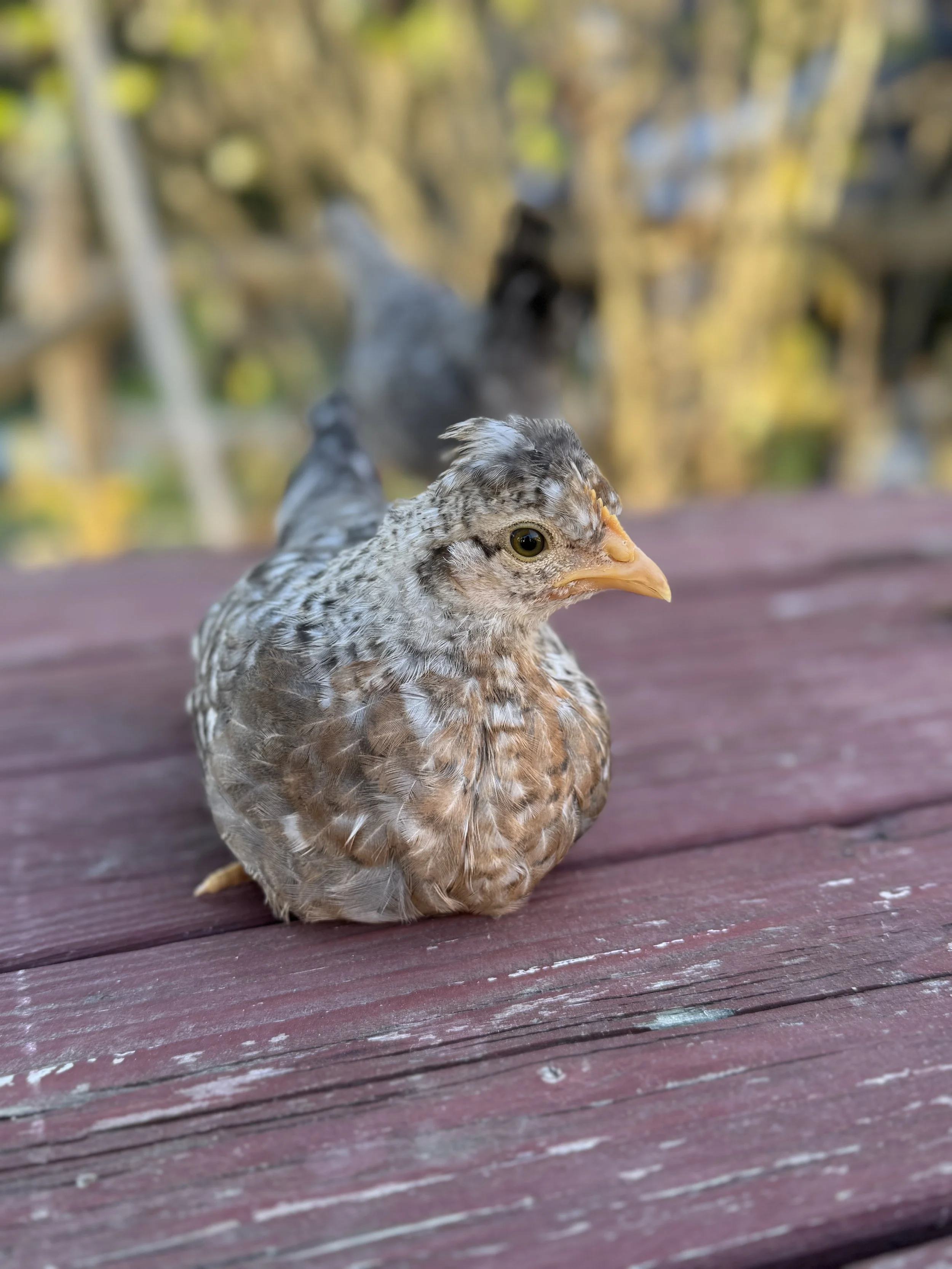 cream legbar pullet.JPG