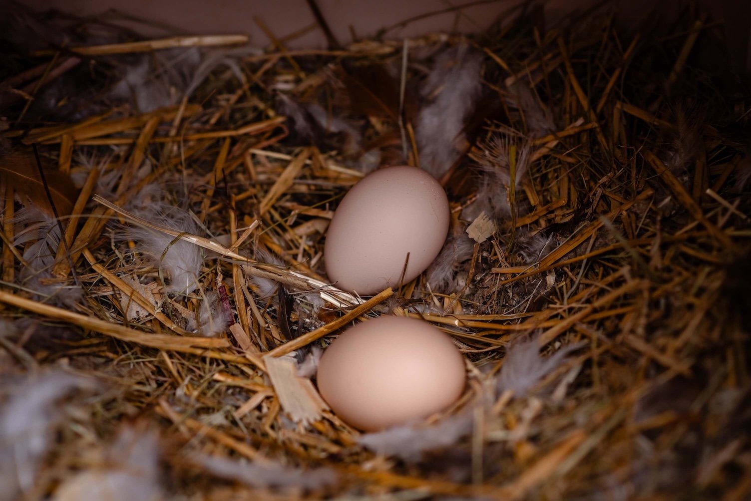 swedish_flower_eggs.jpg