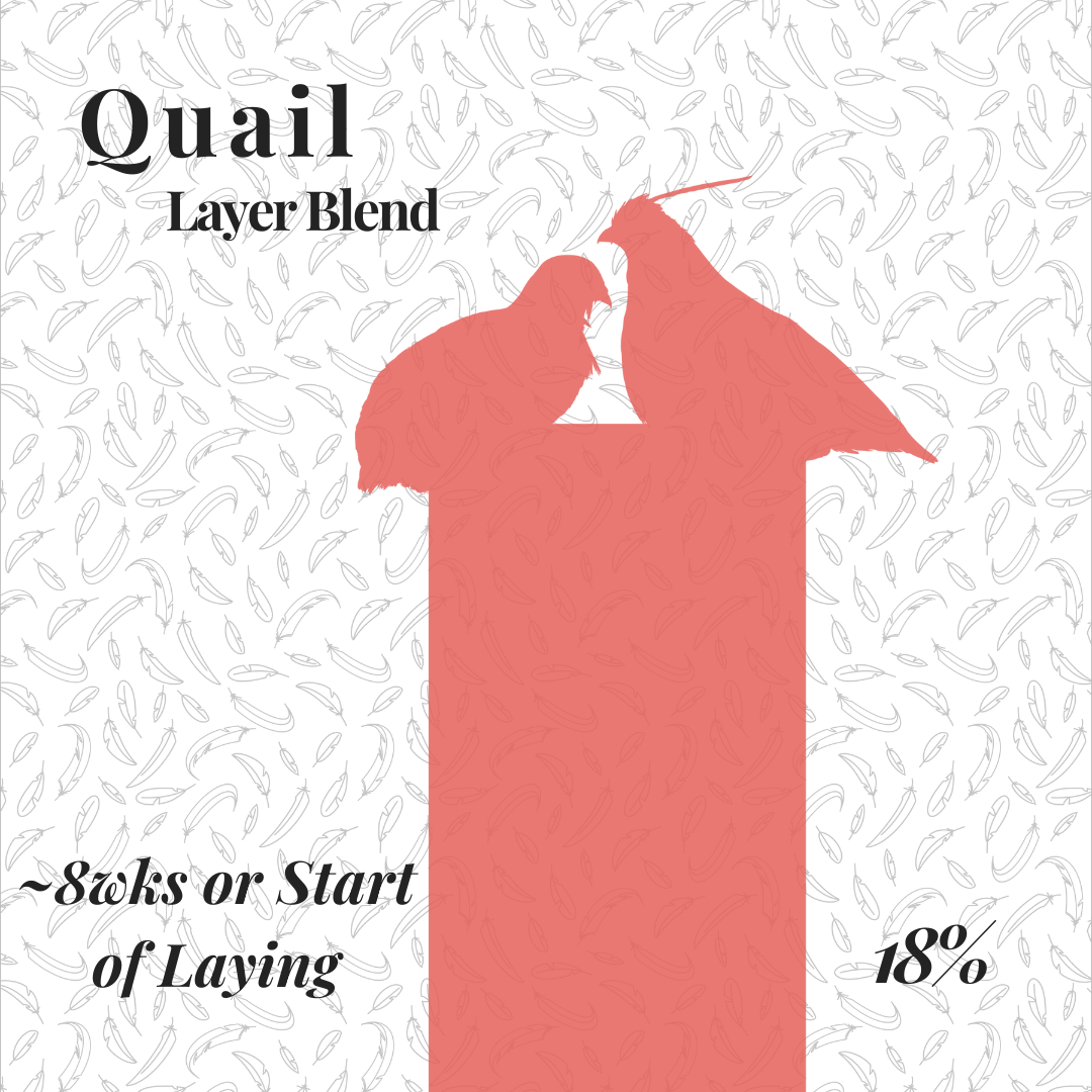 Quail layer.png