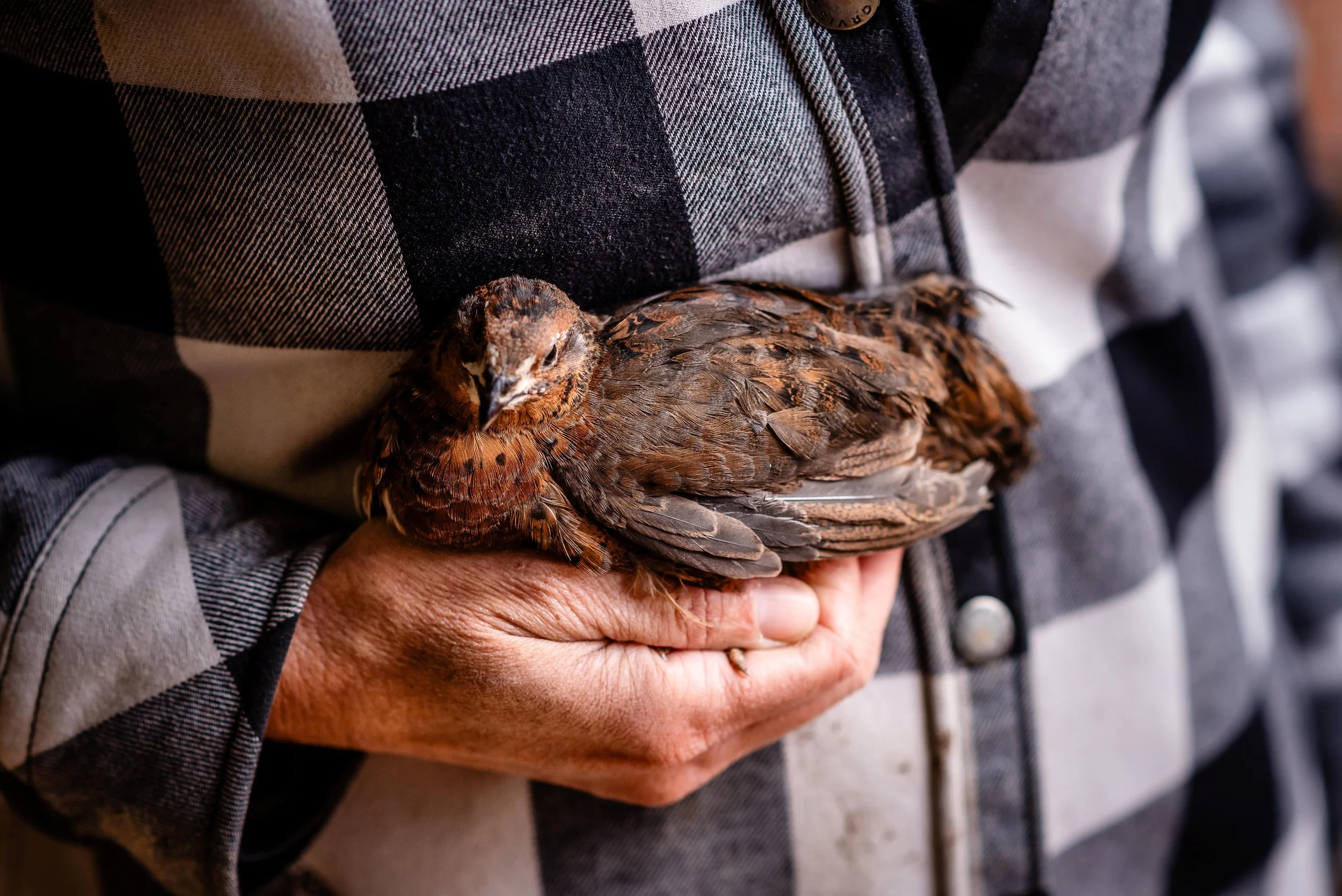 Coturnix Quail