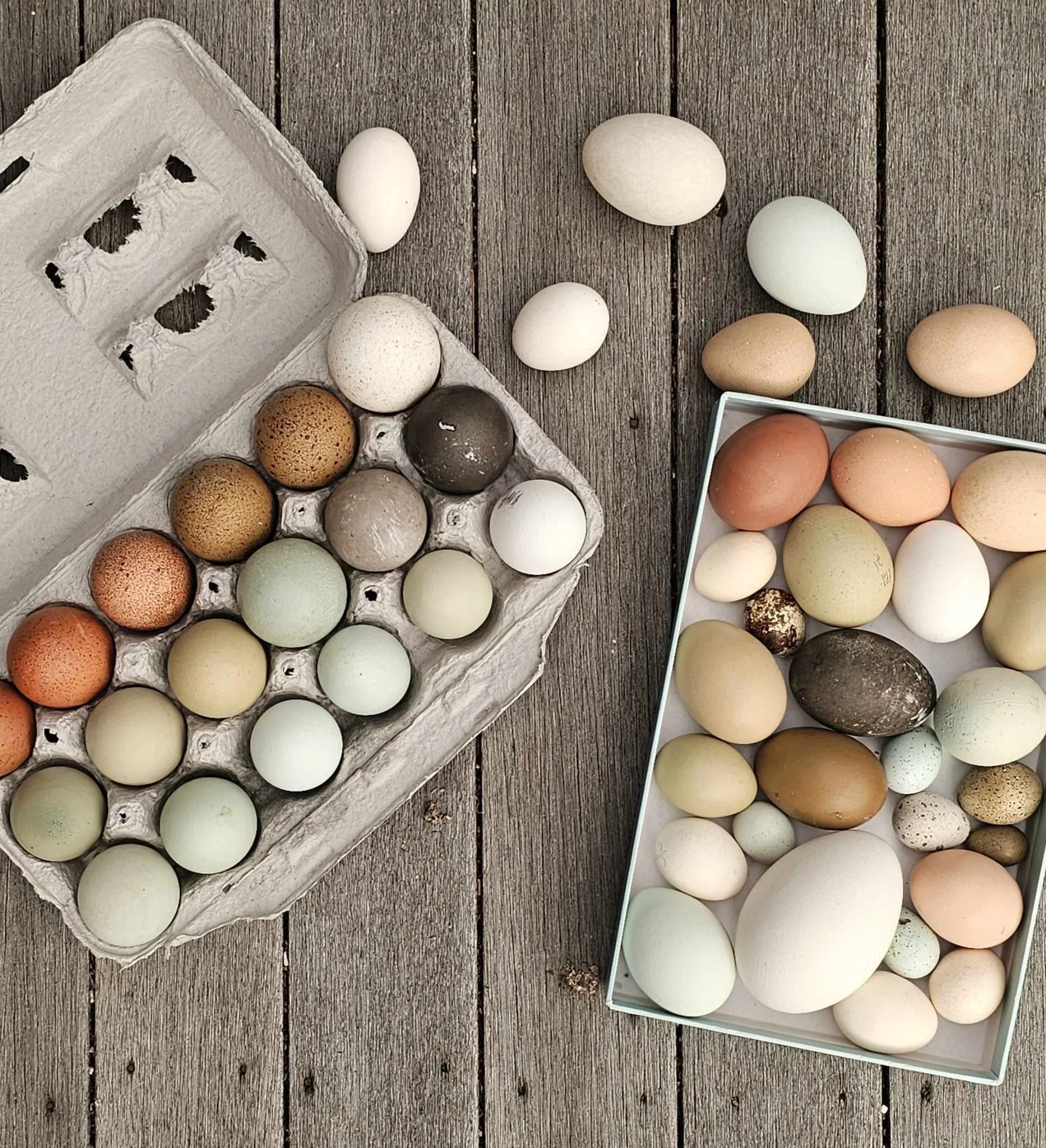 Fresh Chicken Eggs
