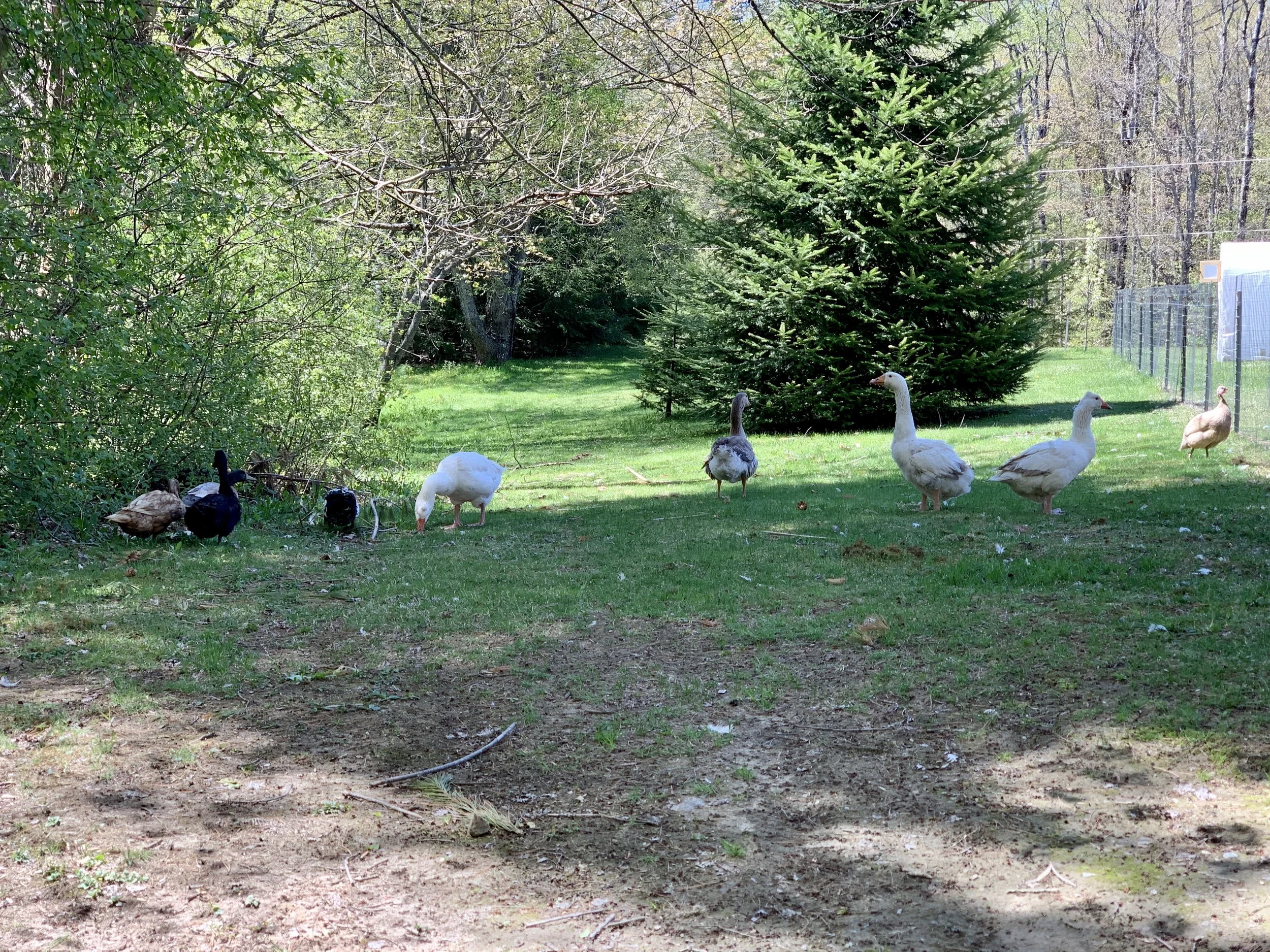 The Ultimate Guide to Starting a Small Homestead     with Rare Breeds