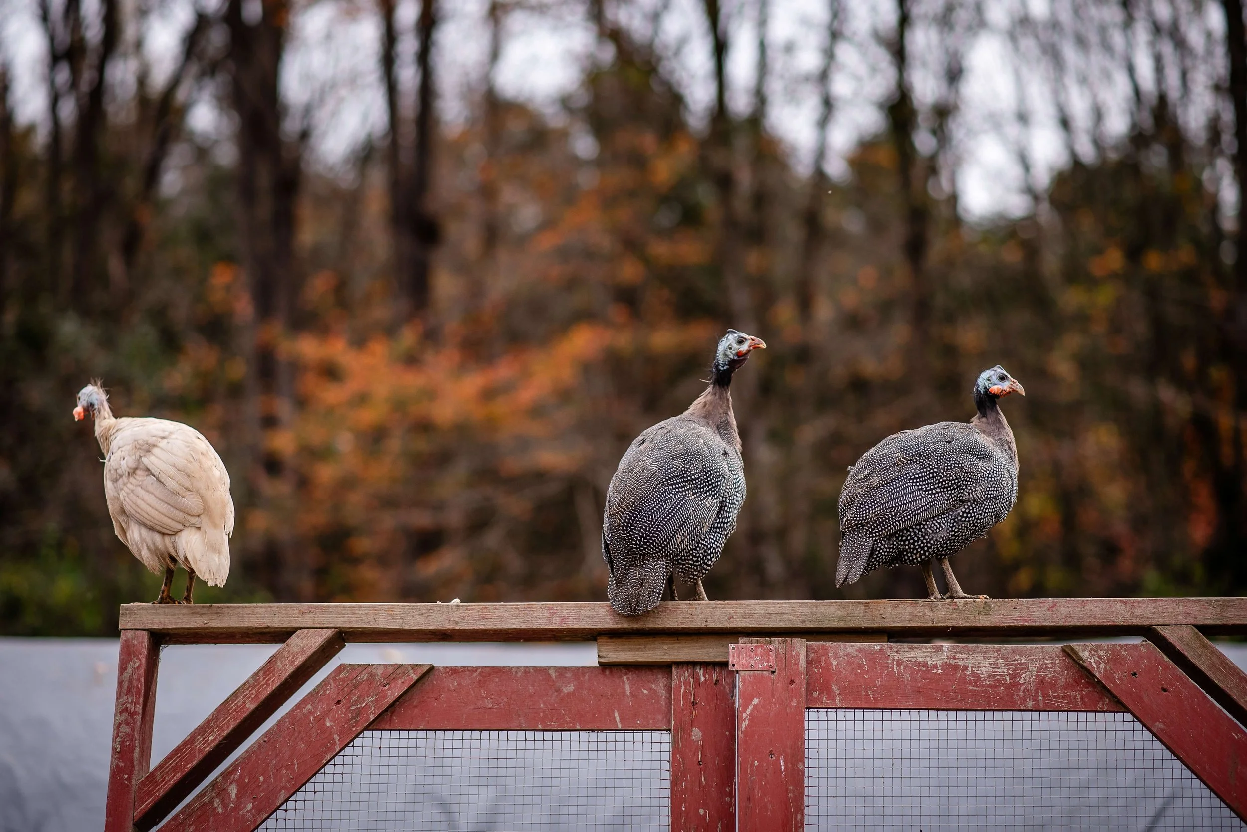 guinea fowl top fence.jpg