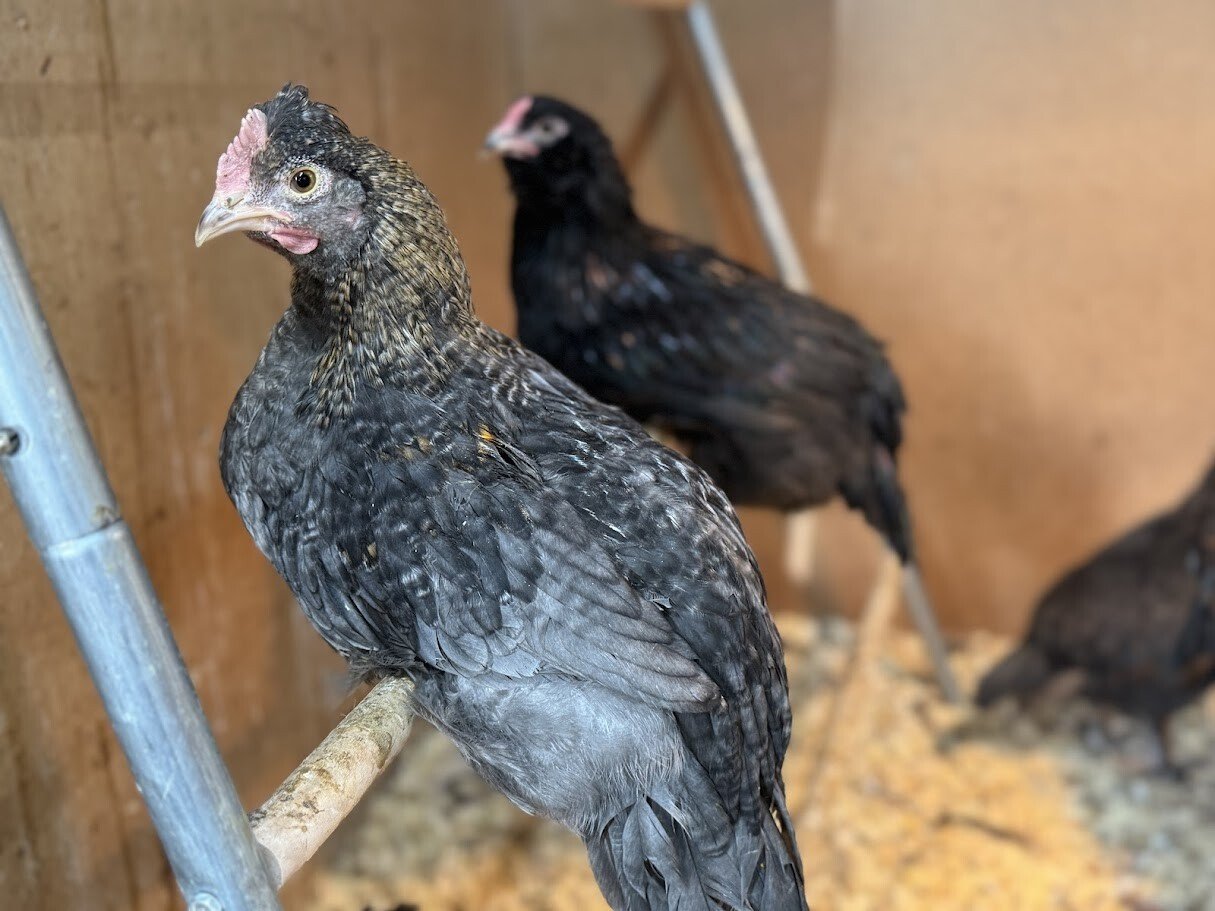 olive_egger_cockerel(1).jpg