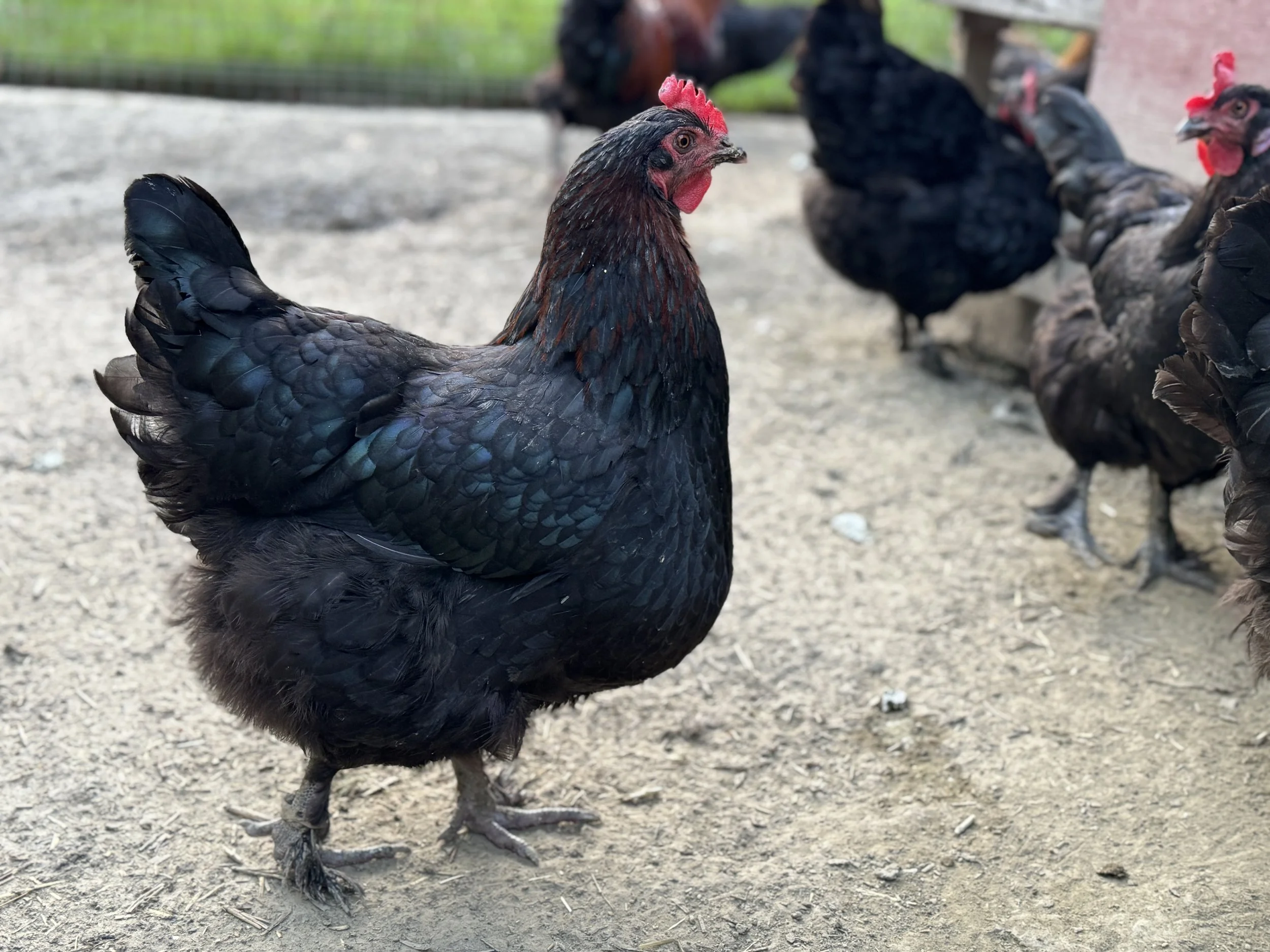 copper marans hen.JPG