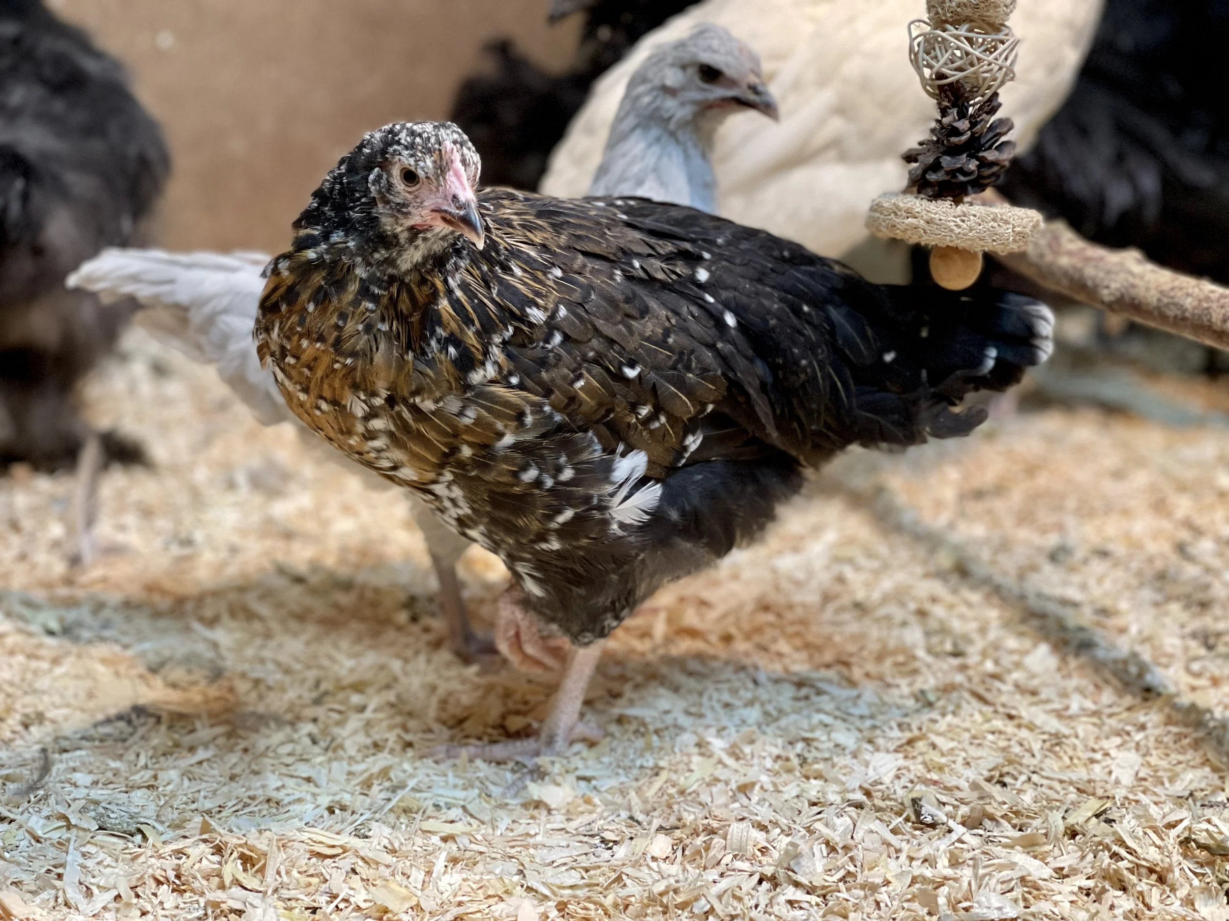 swedish flower hen pullet.JPG