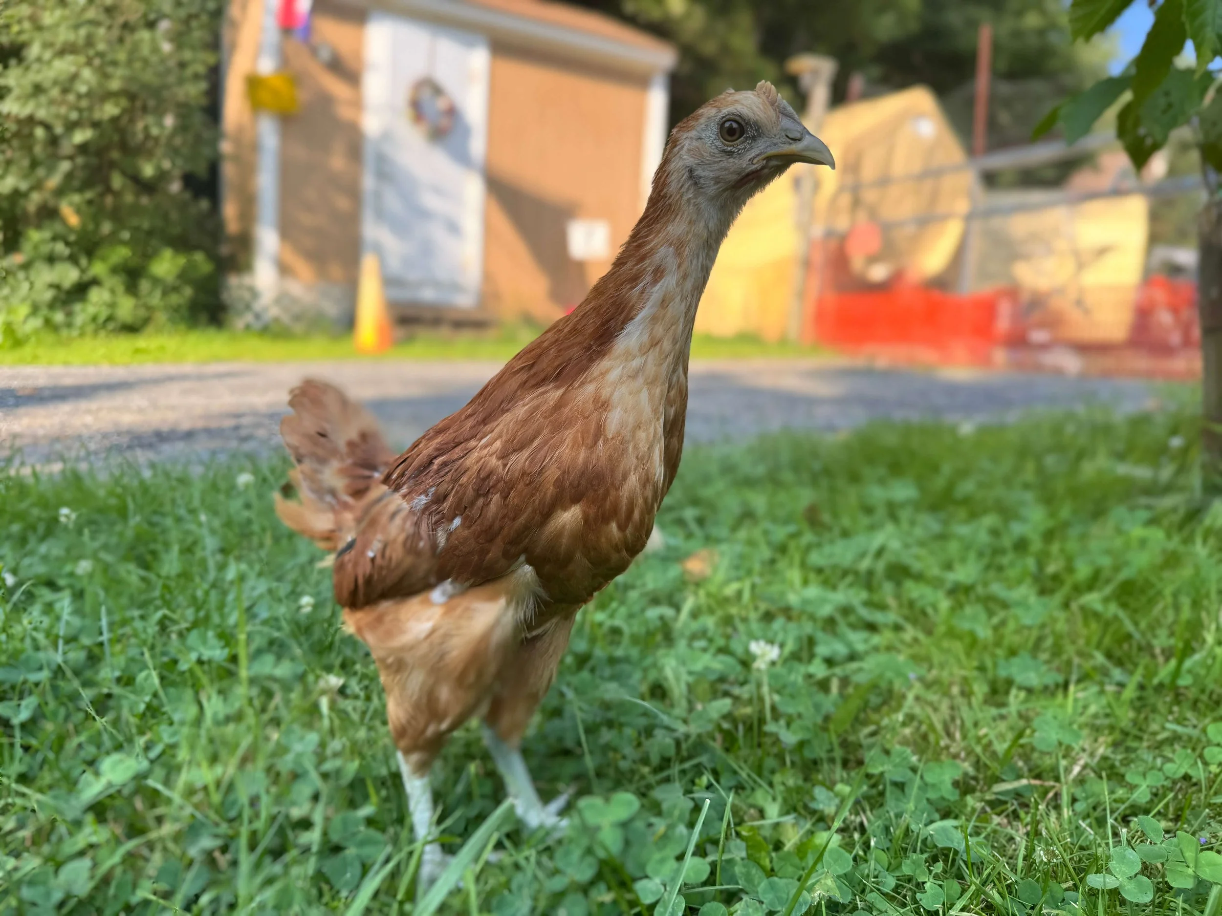 hmong pullet.jpg
