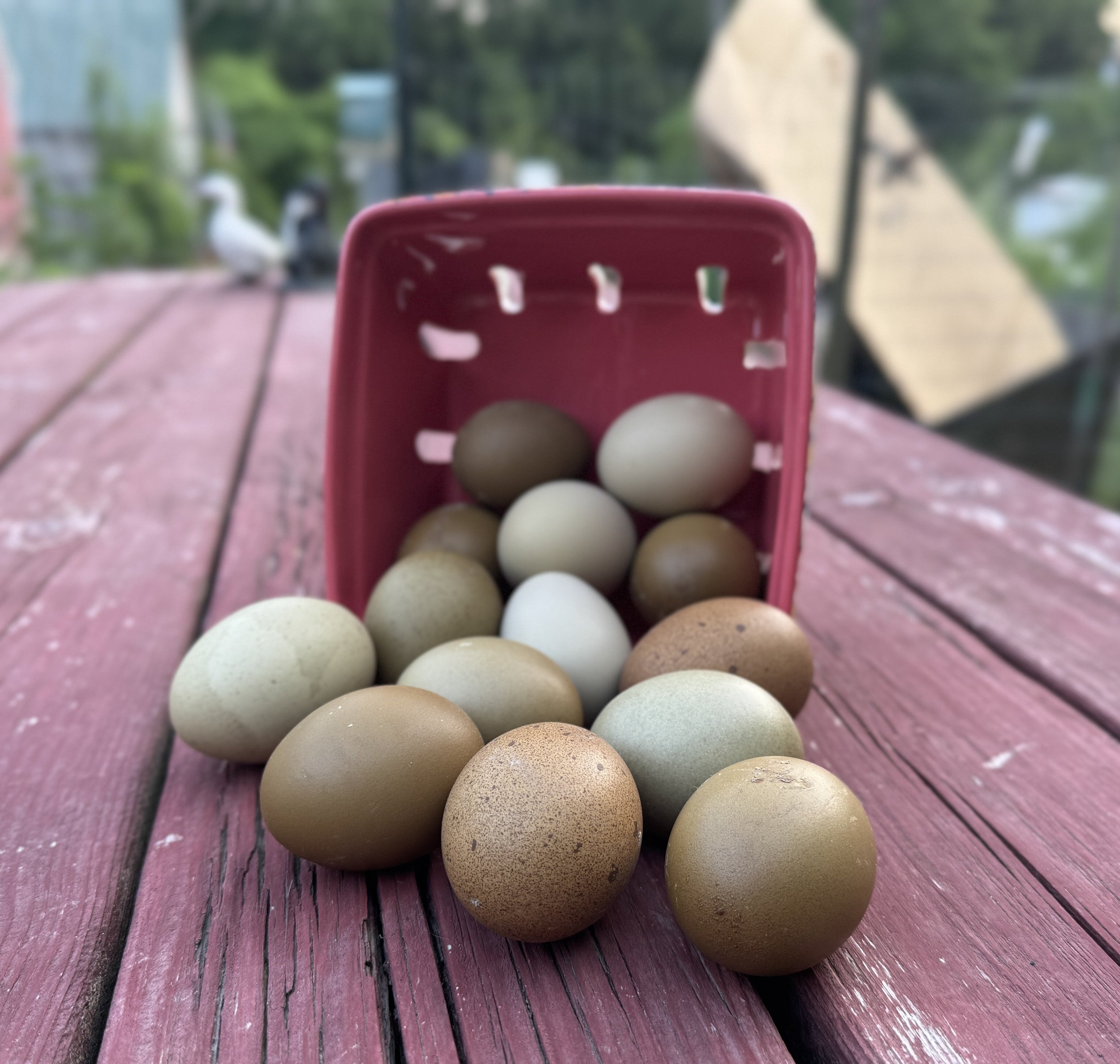 Olive Egger Chicken Eggs.JPG