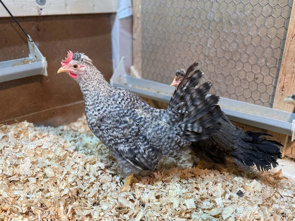 Sugar Feather True Blue Chicks | Sugar Feather Farm