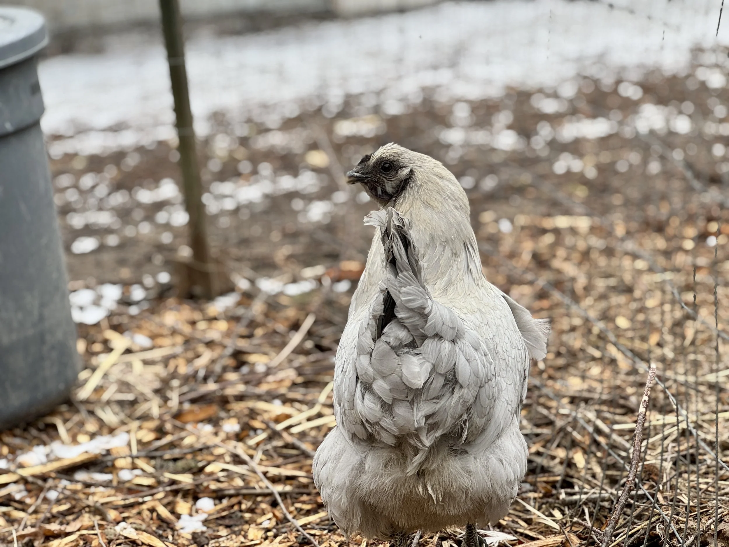 Hedemora Hen.JPG