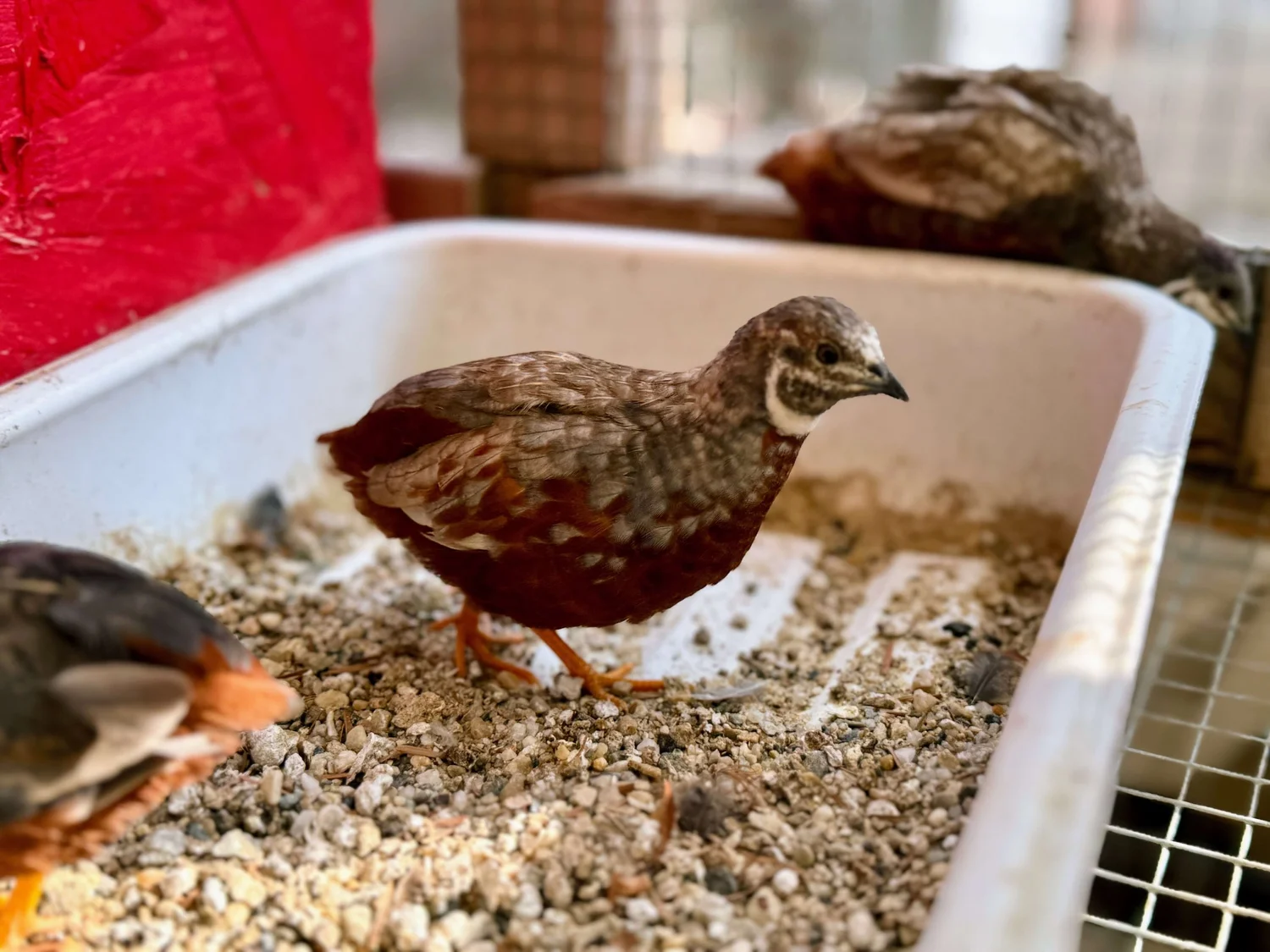 Coturnix & Celadon Quail Chicks | Eggs, Meat & Blue Egg Layers | Sugar ...