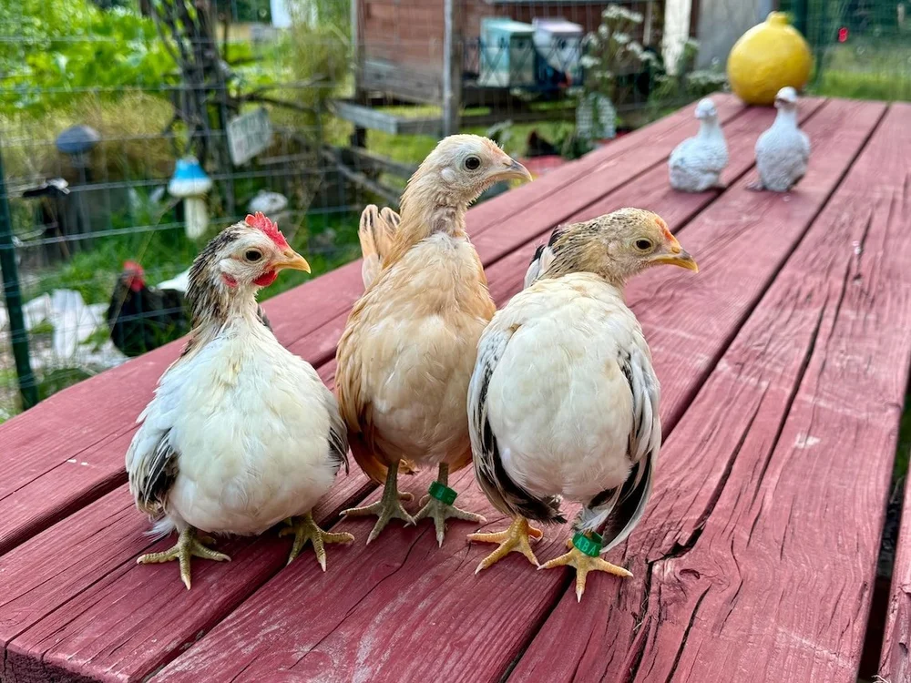 Sugar Feather True Blue Chicks | Sugar Feather Farm