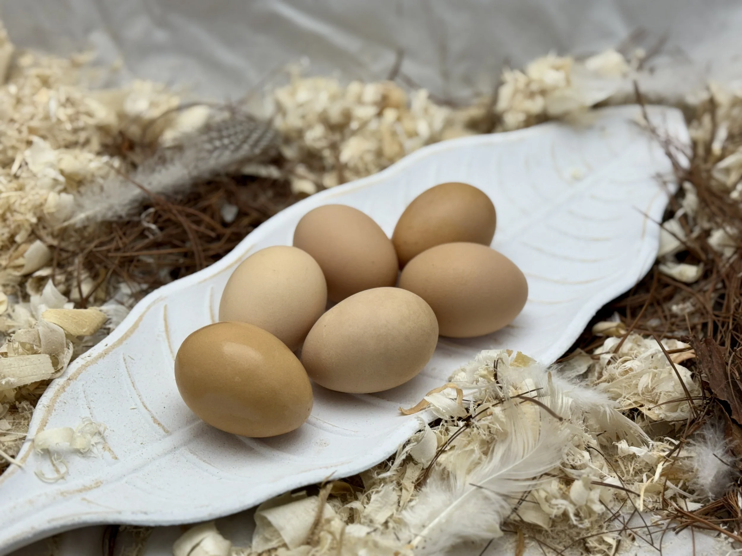 pita pinta.JPG (Copy)