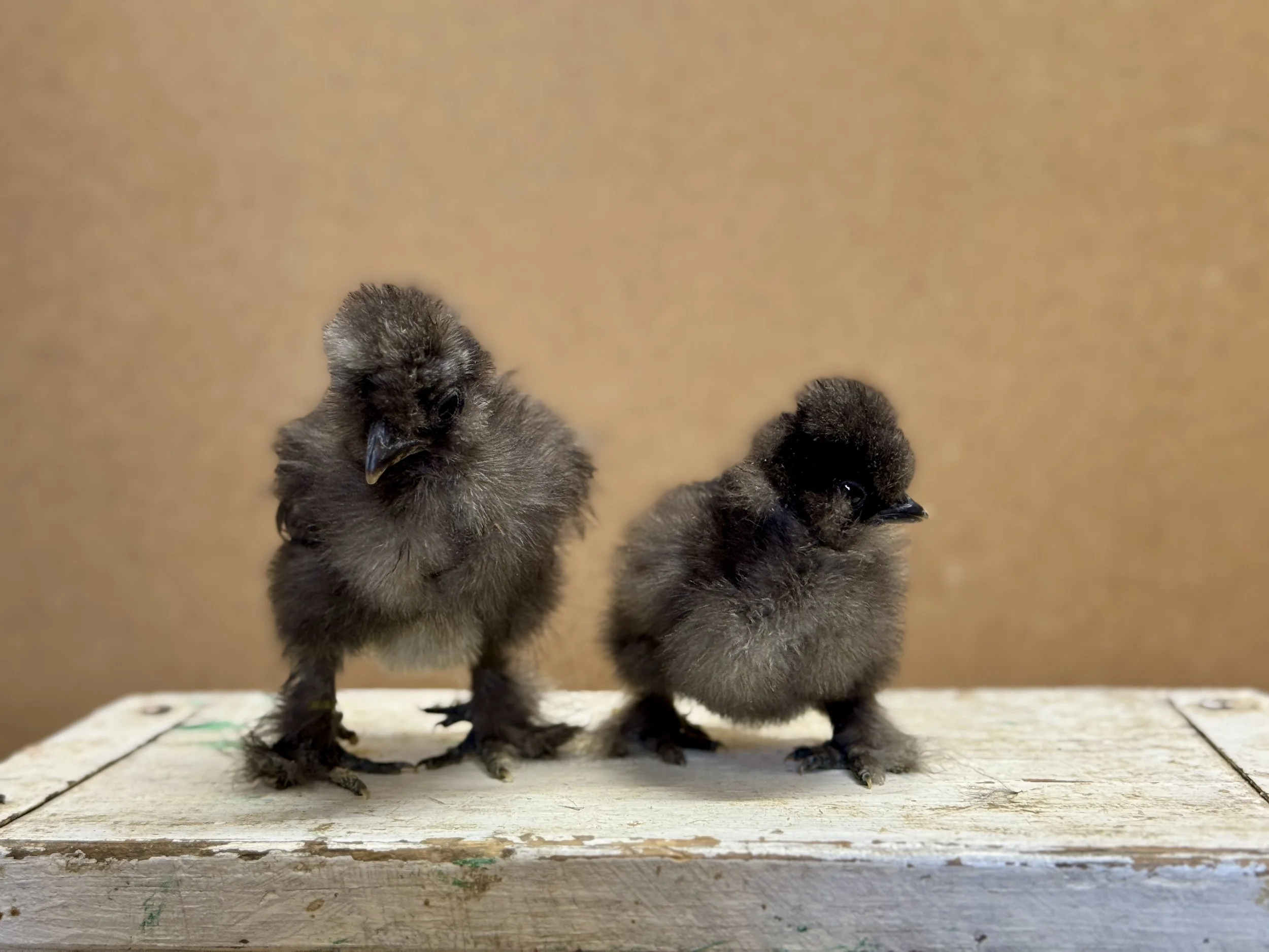 Silkie Showgirl Chicks