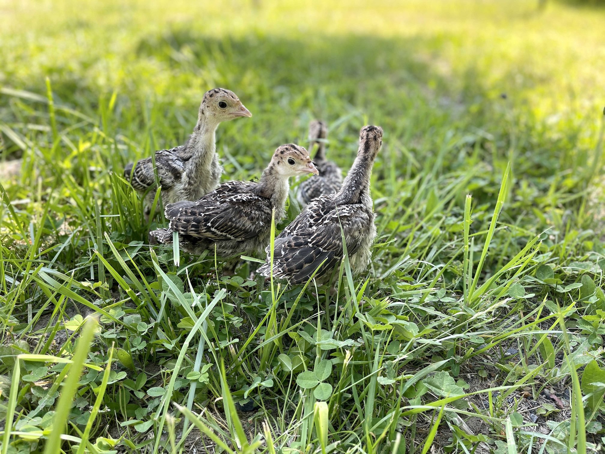 turkey_poults.jpeg
