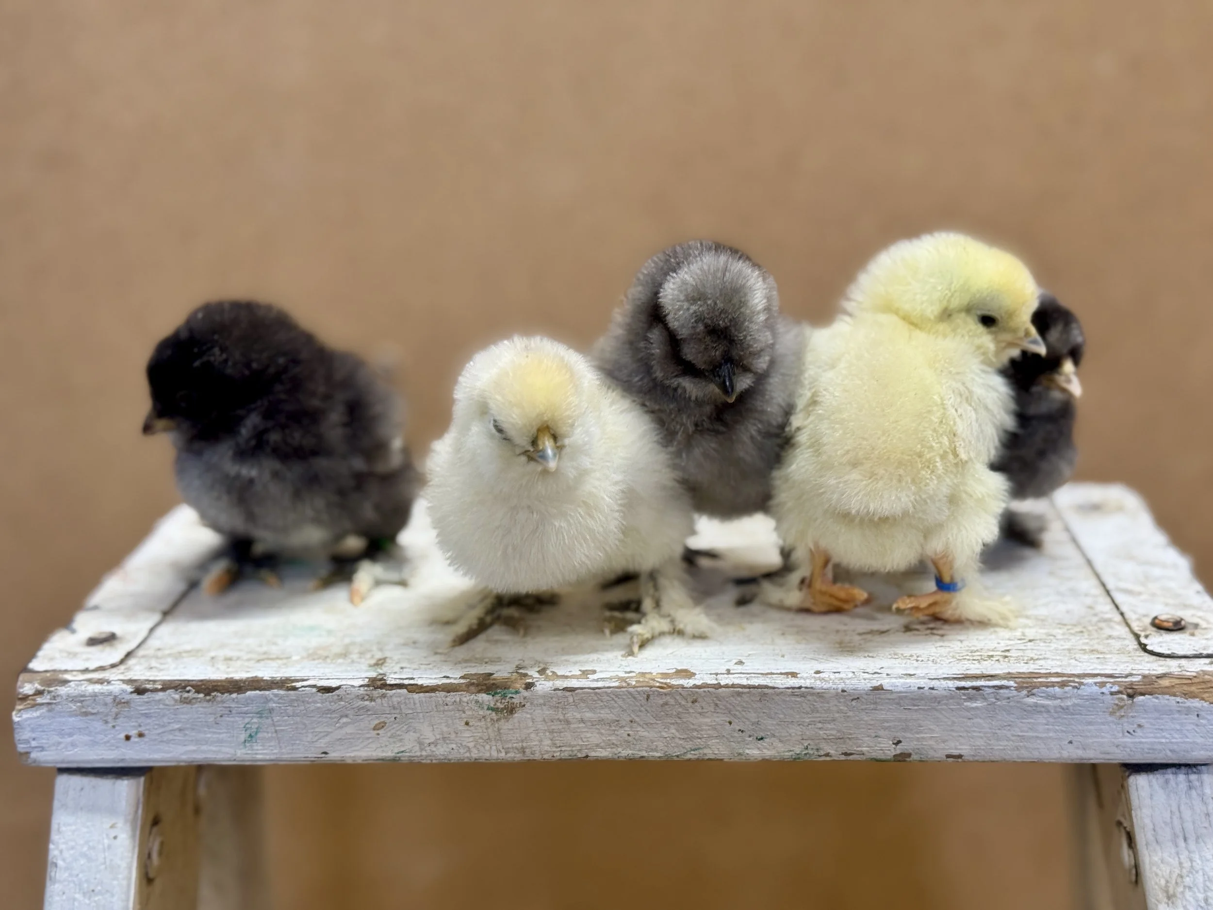 Silkie baby Chicks