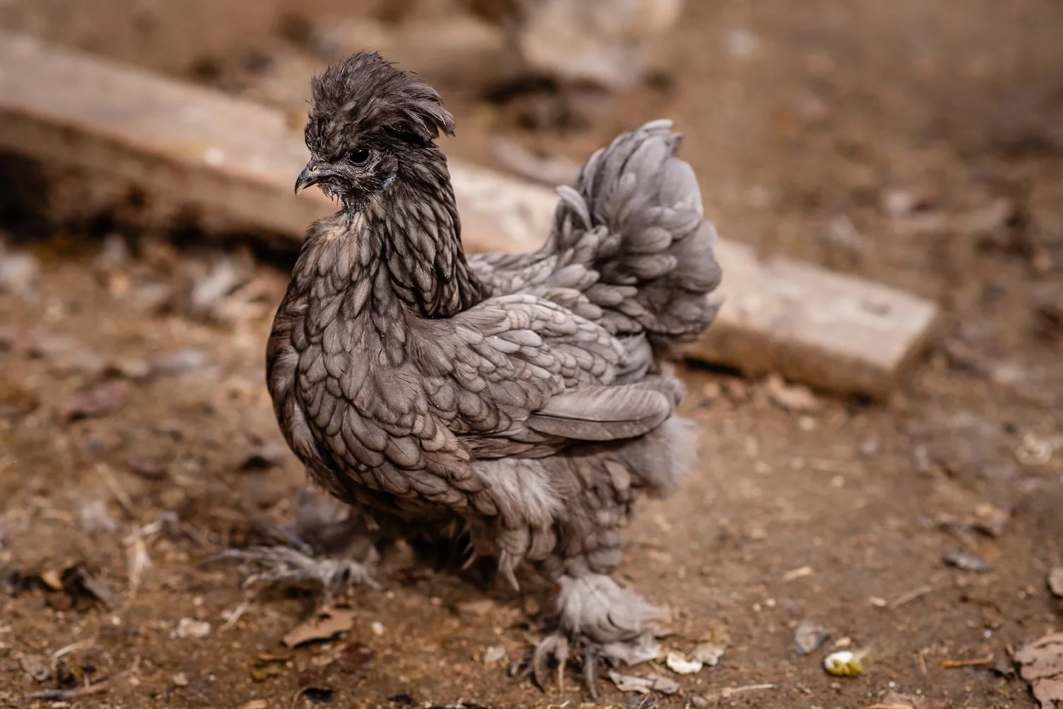 silkie_20.jpg