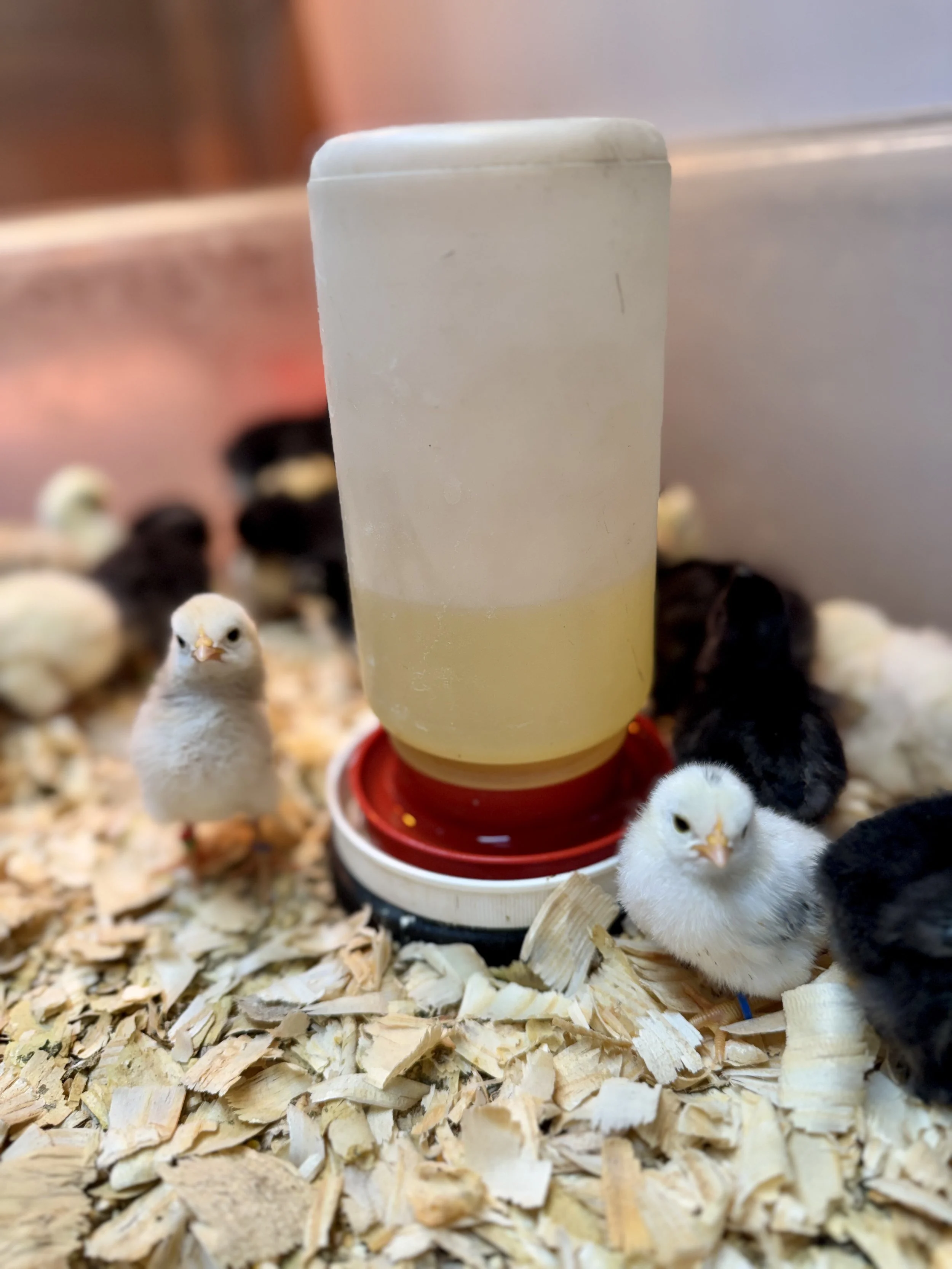 Vita Boost Kit baby chicks water