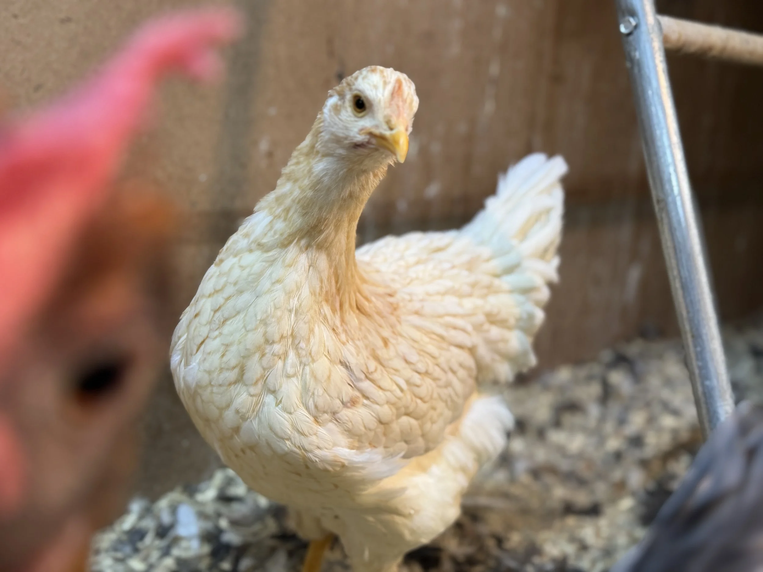 pita pinta pullet.JPG (Copy)