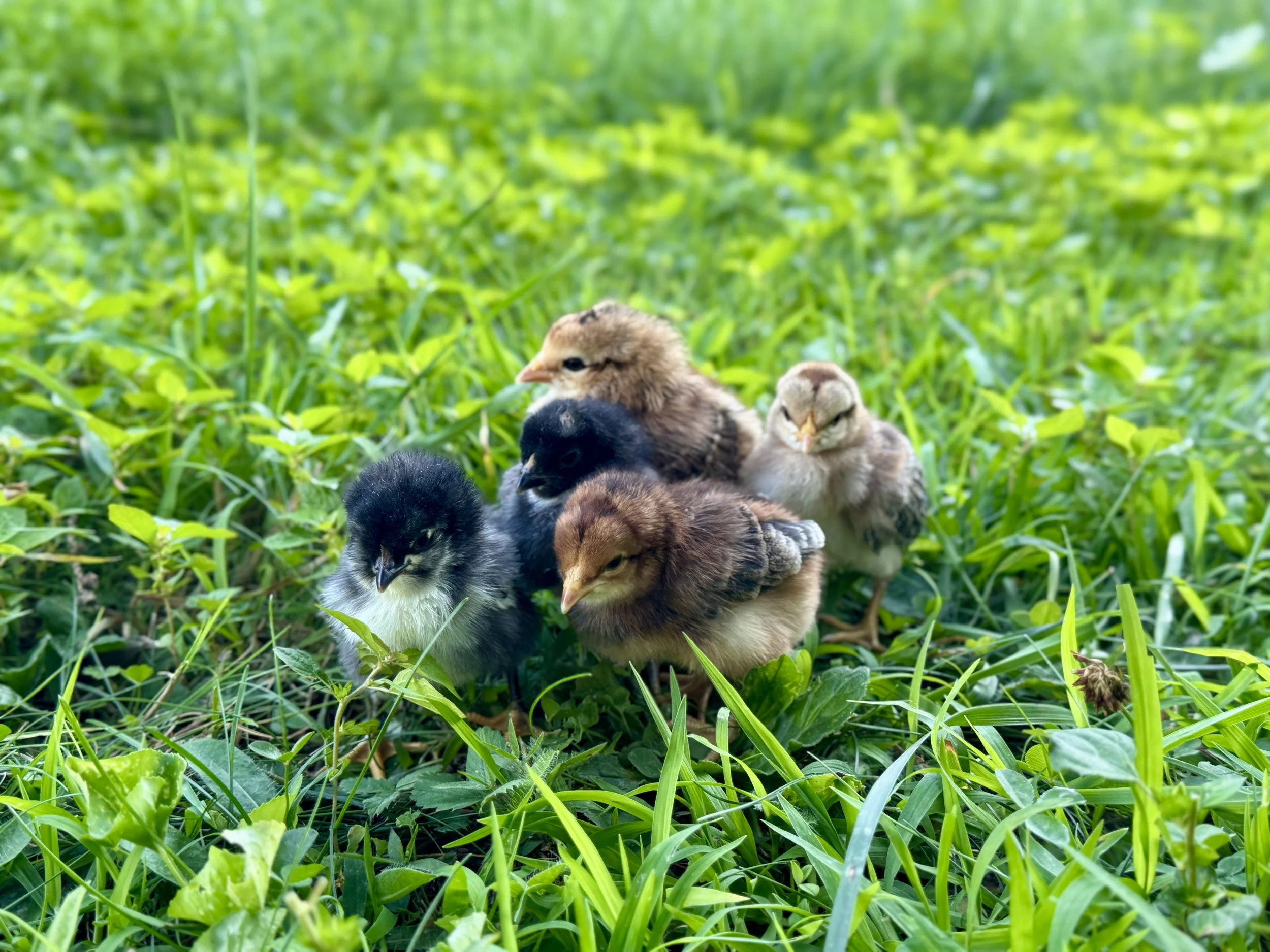 Easter Egger Chicks