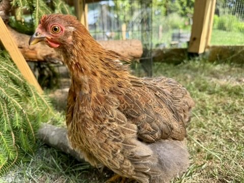 brn-cochin-pullet2.jpeg