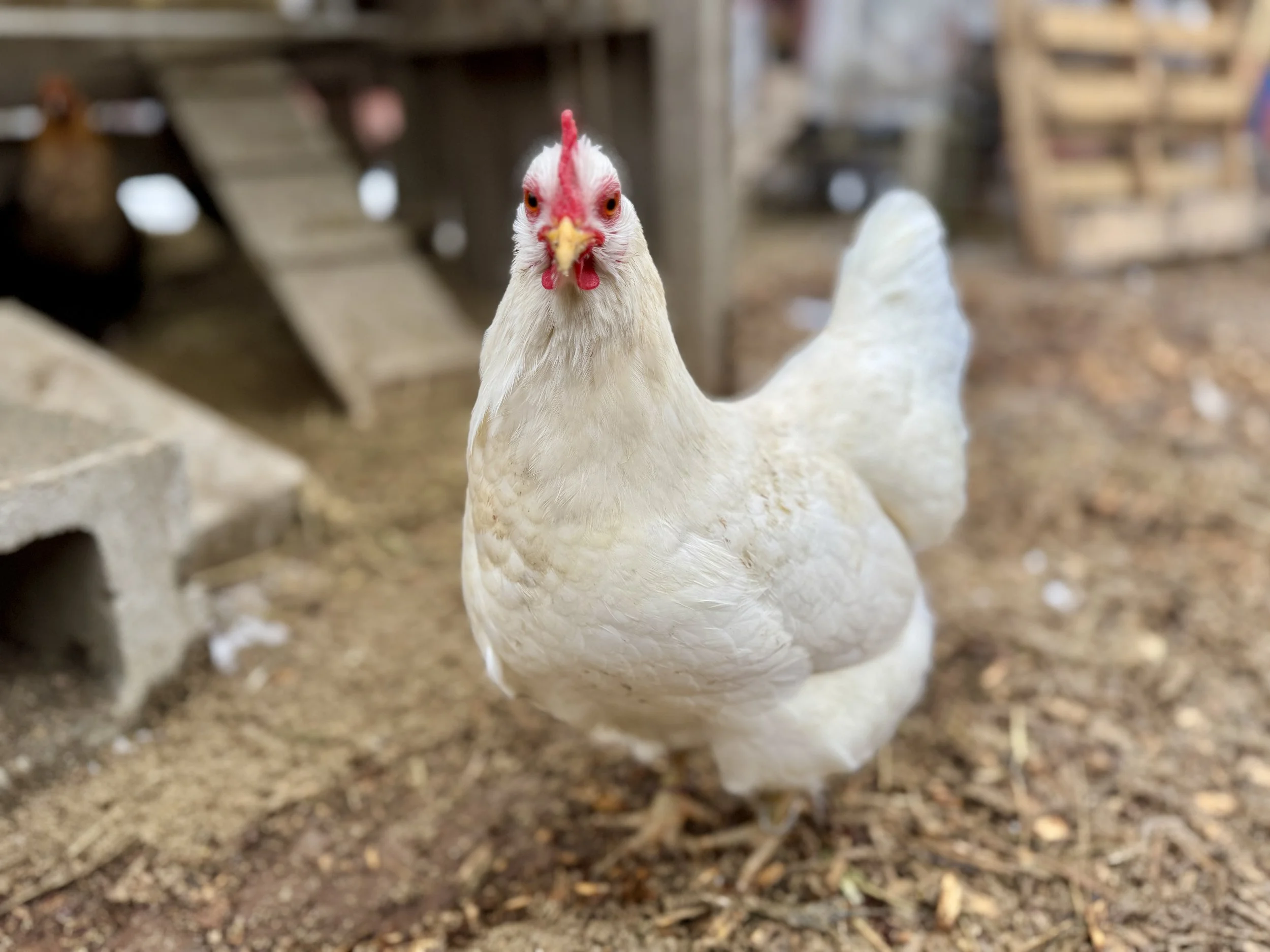 Hedemora_Hen_Chicken.JPG