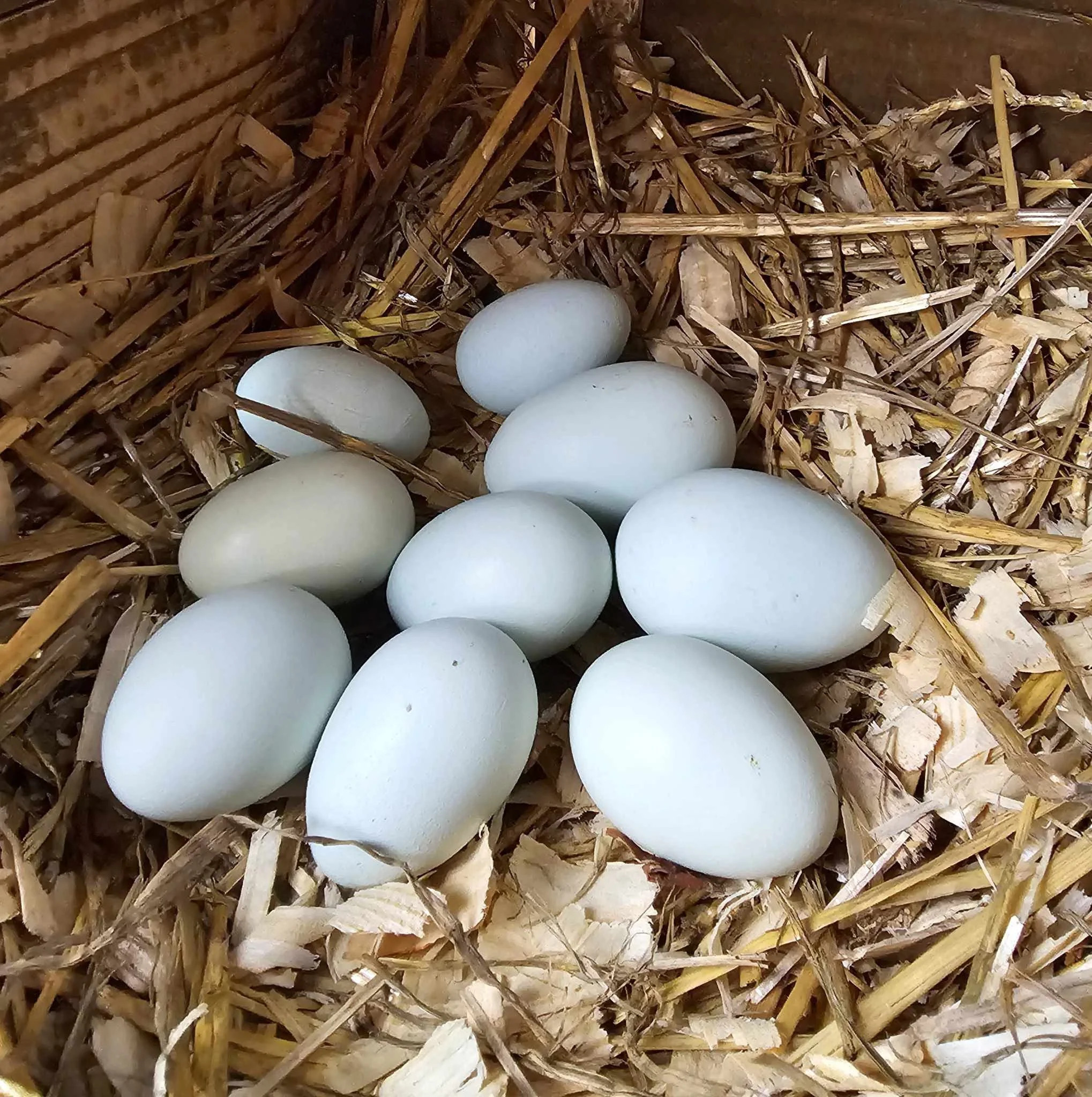 cream legbar eggs.JPG