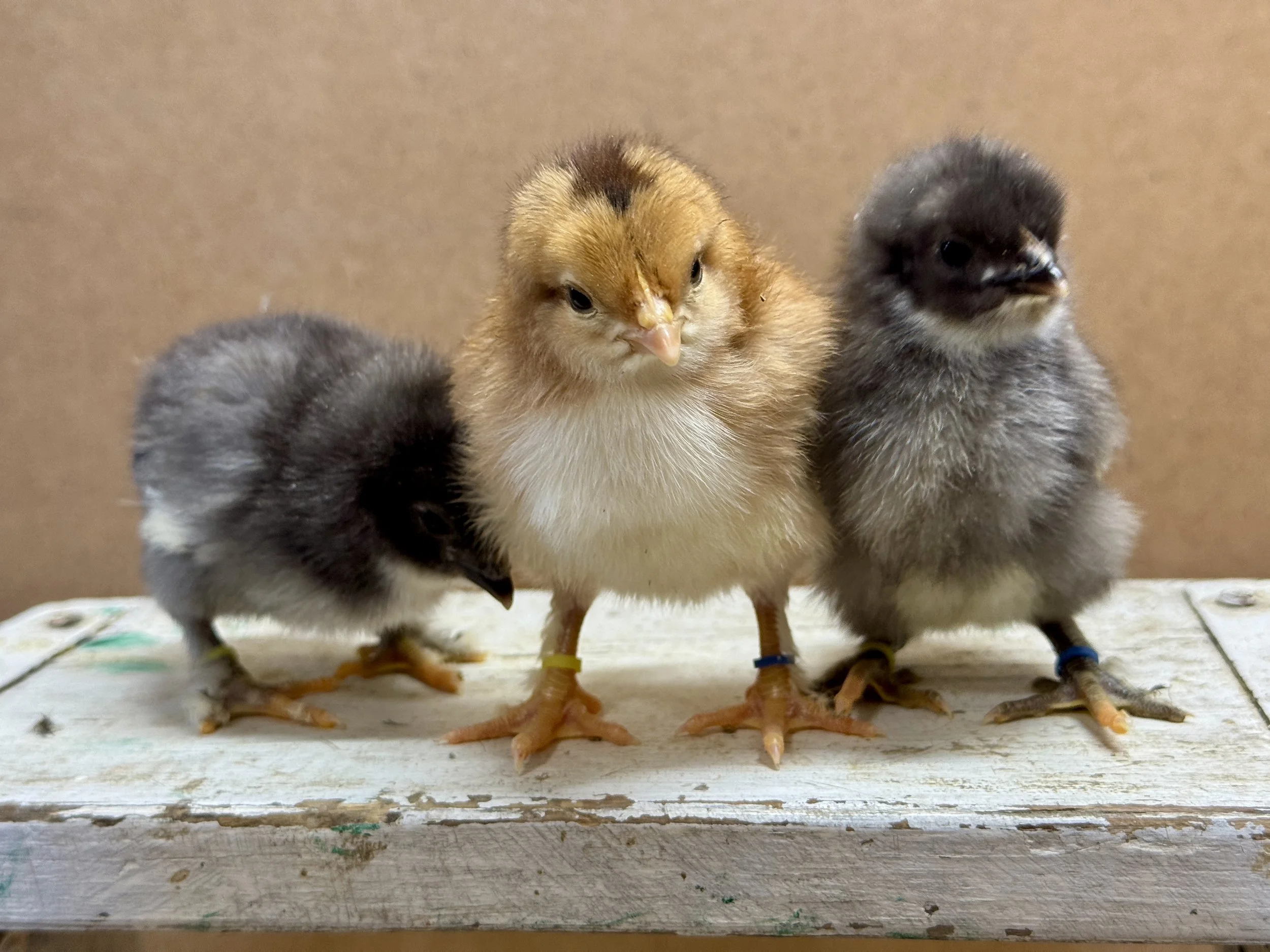Olive Egger Chicks.JPG