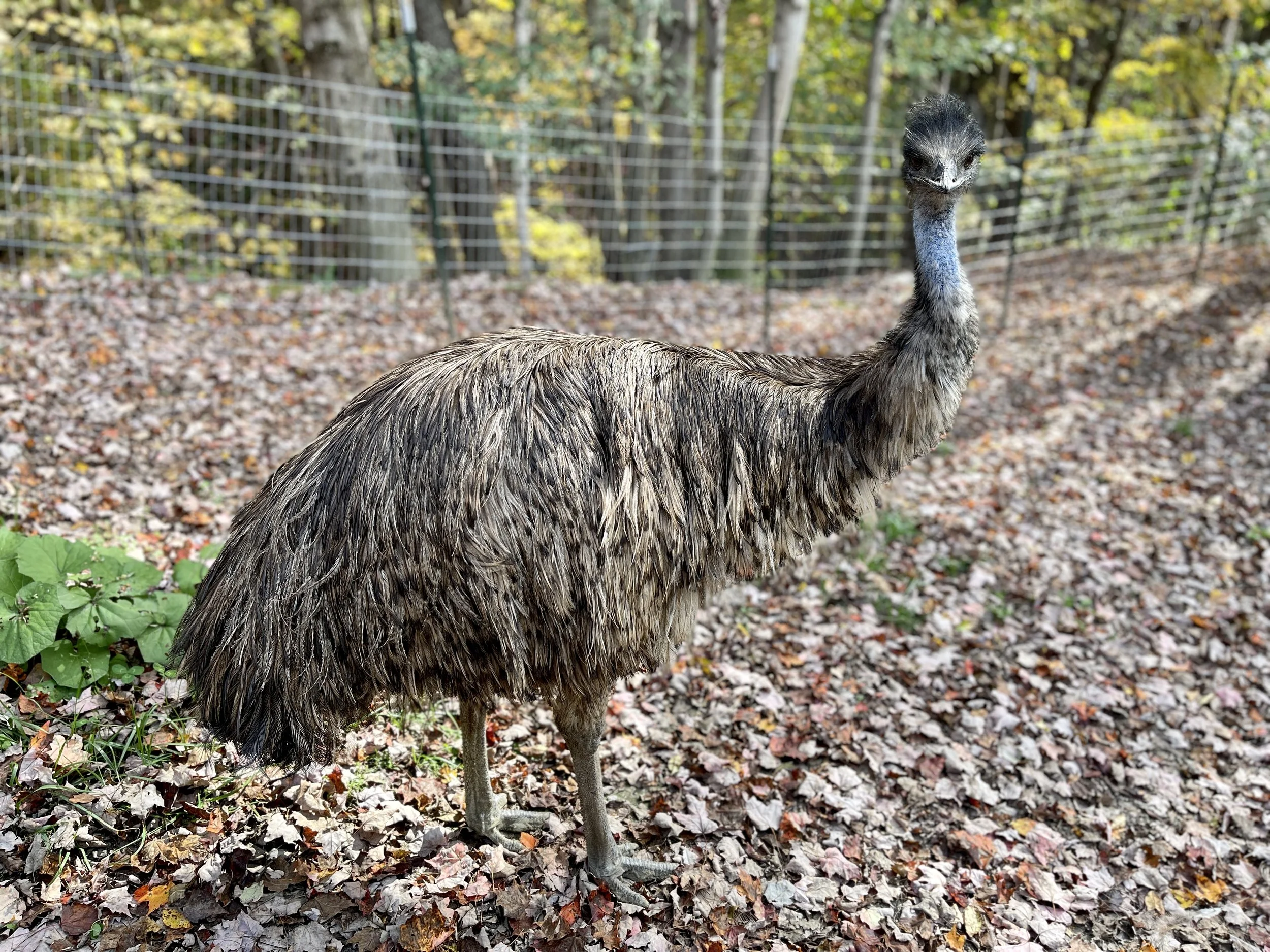 Emu.JPG