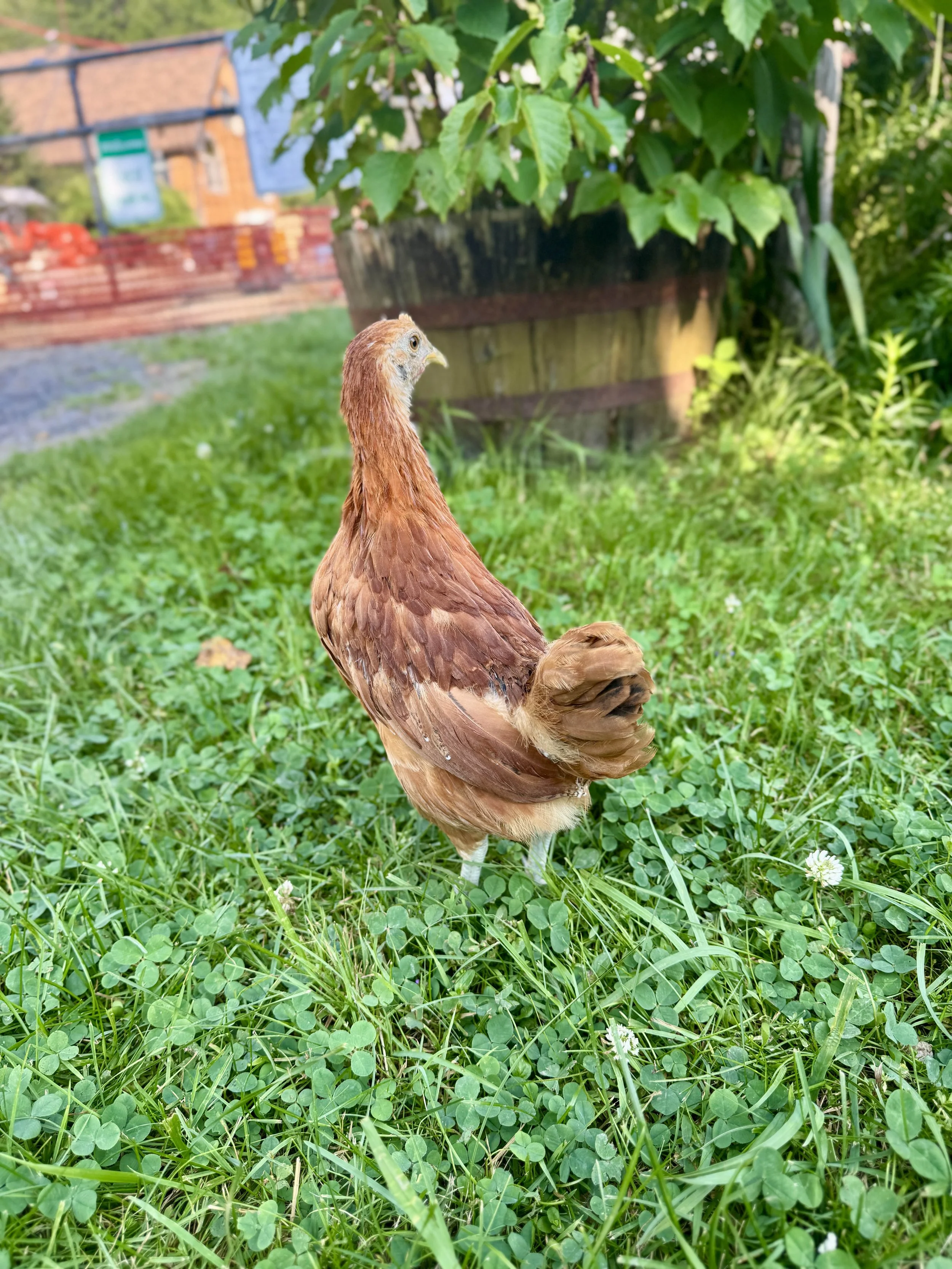 hmong pullet.jpg