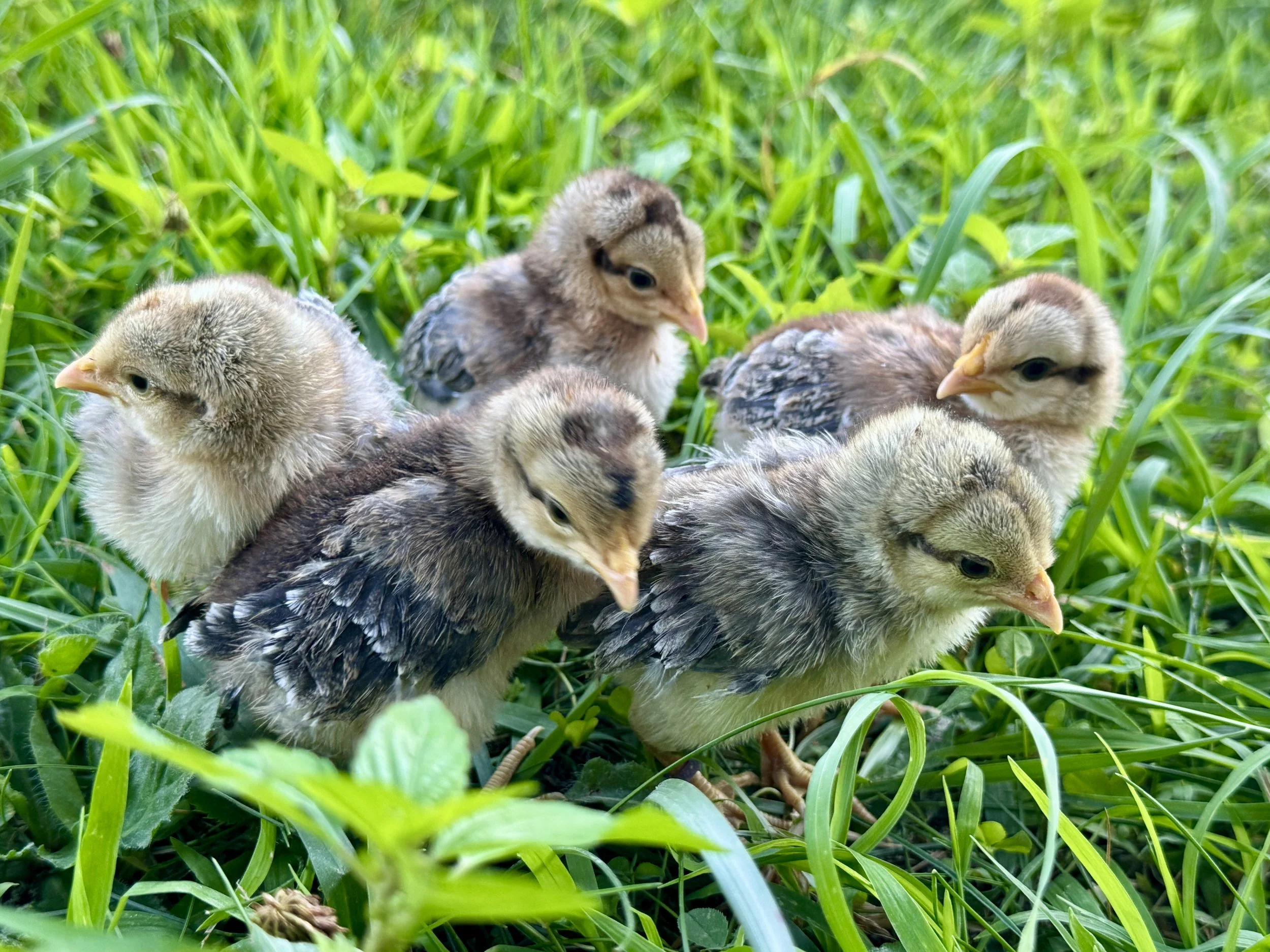 Cream Legbar Chicks