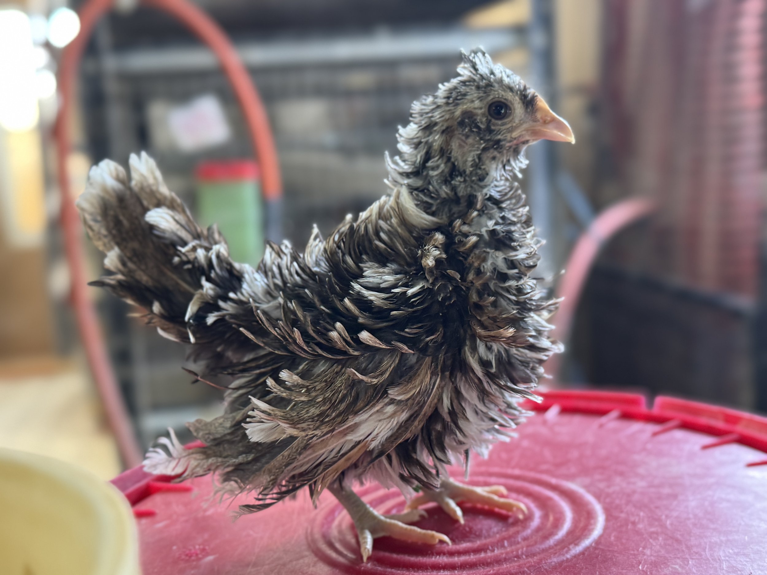 Seranaise Pullet.JPG